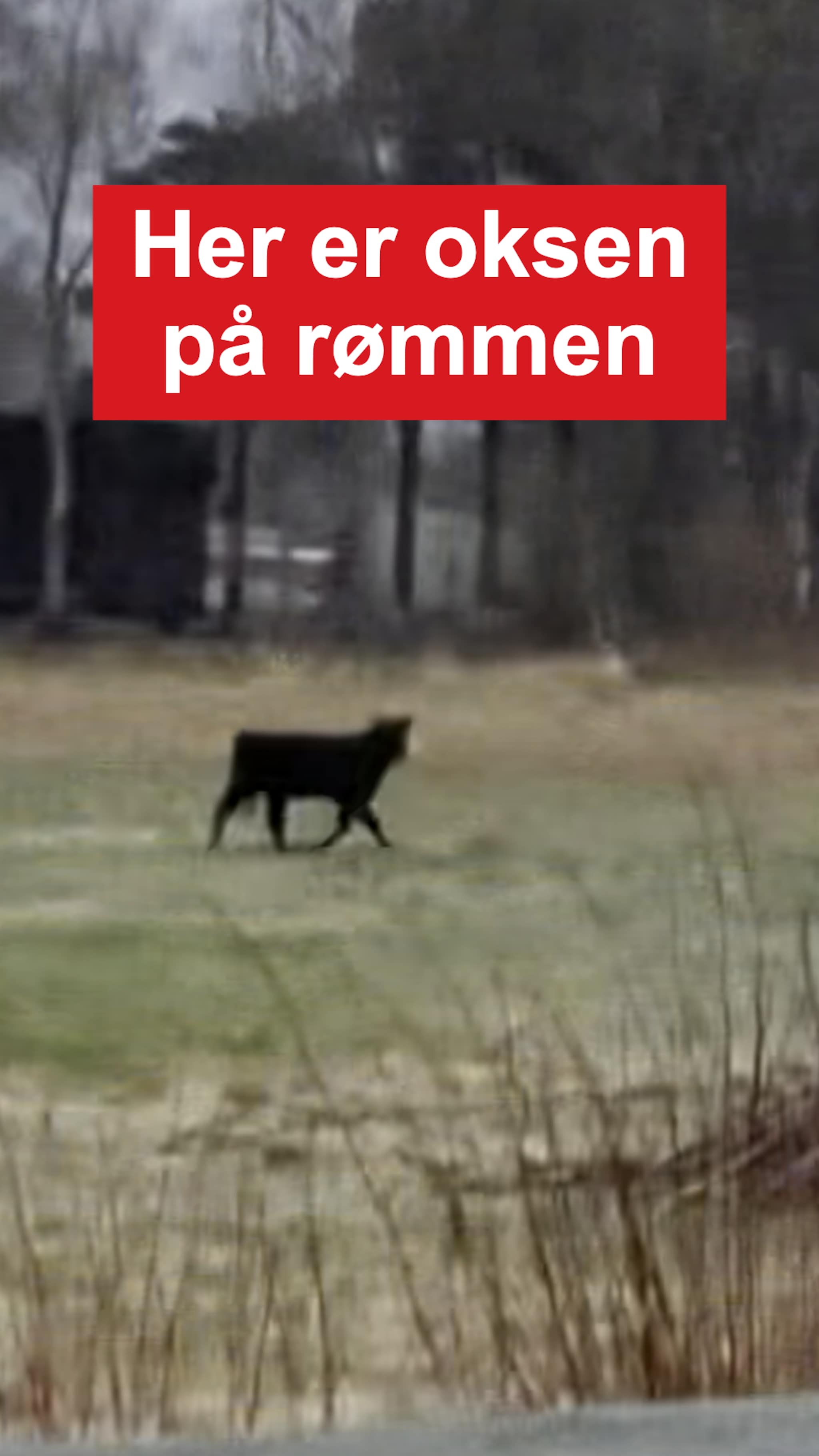 Okse på rømmen