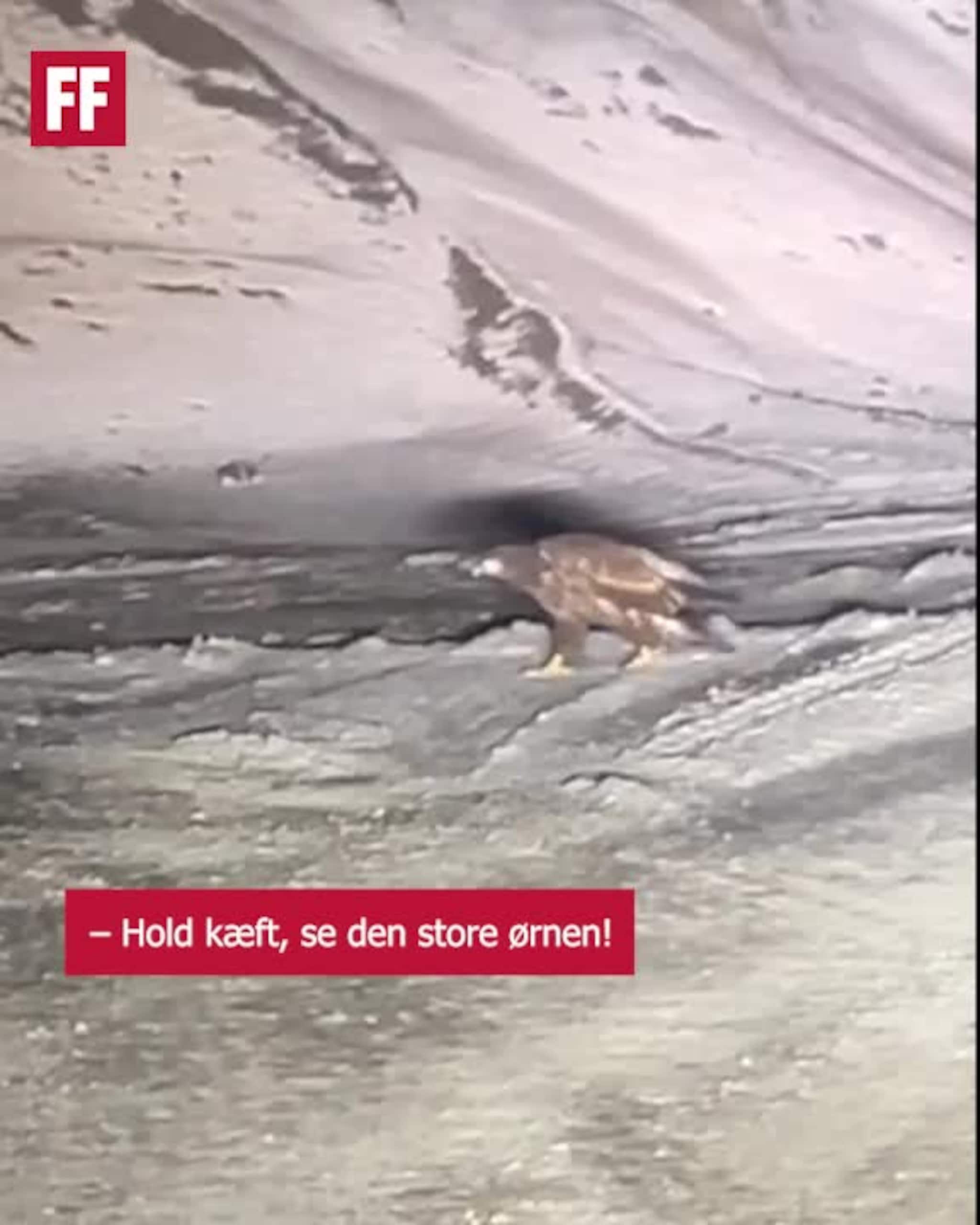– Hold kæft, se den store ørnen