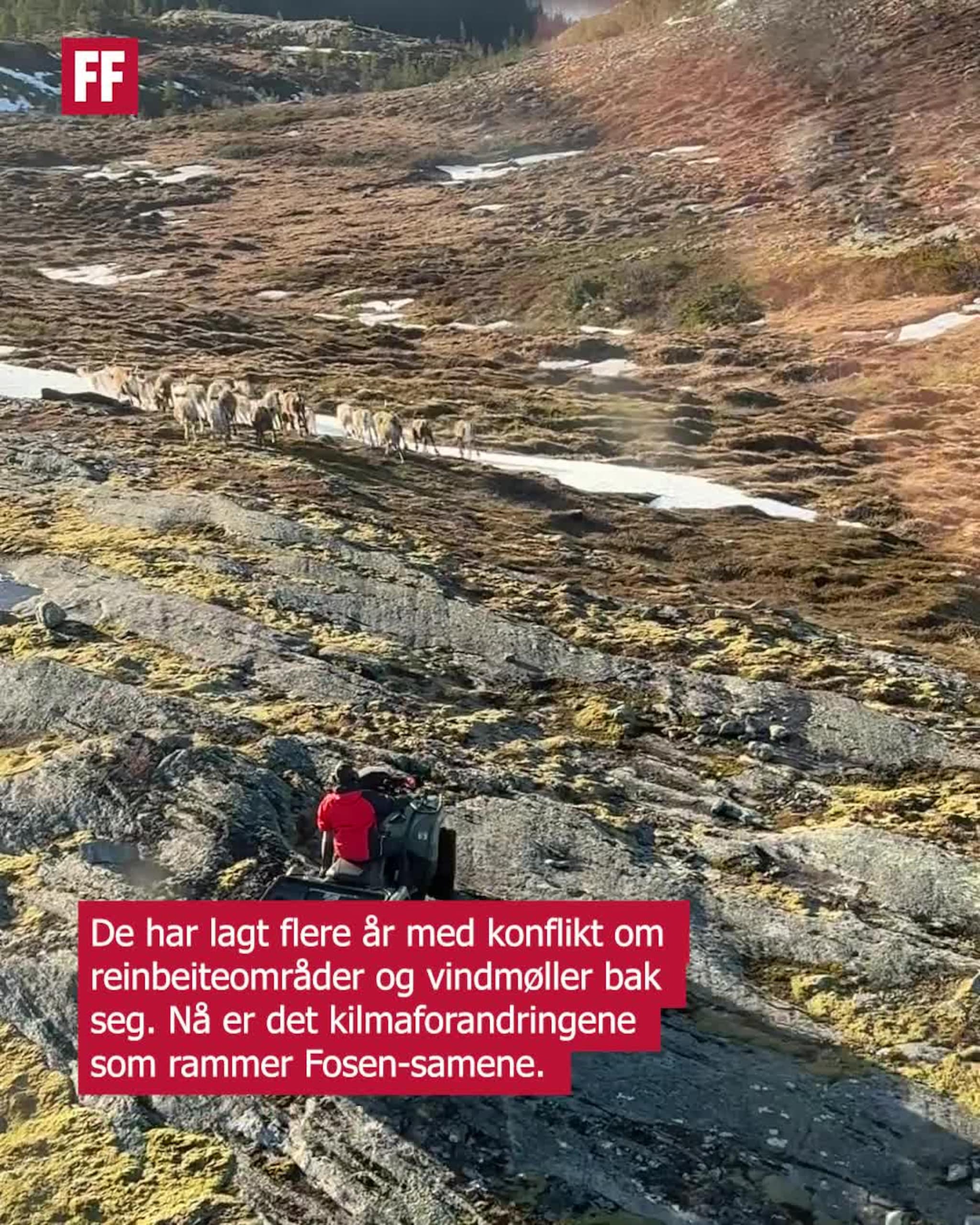 Reindriftere rammet av snømangel