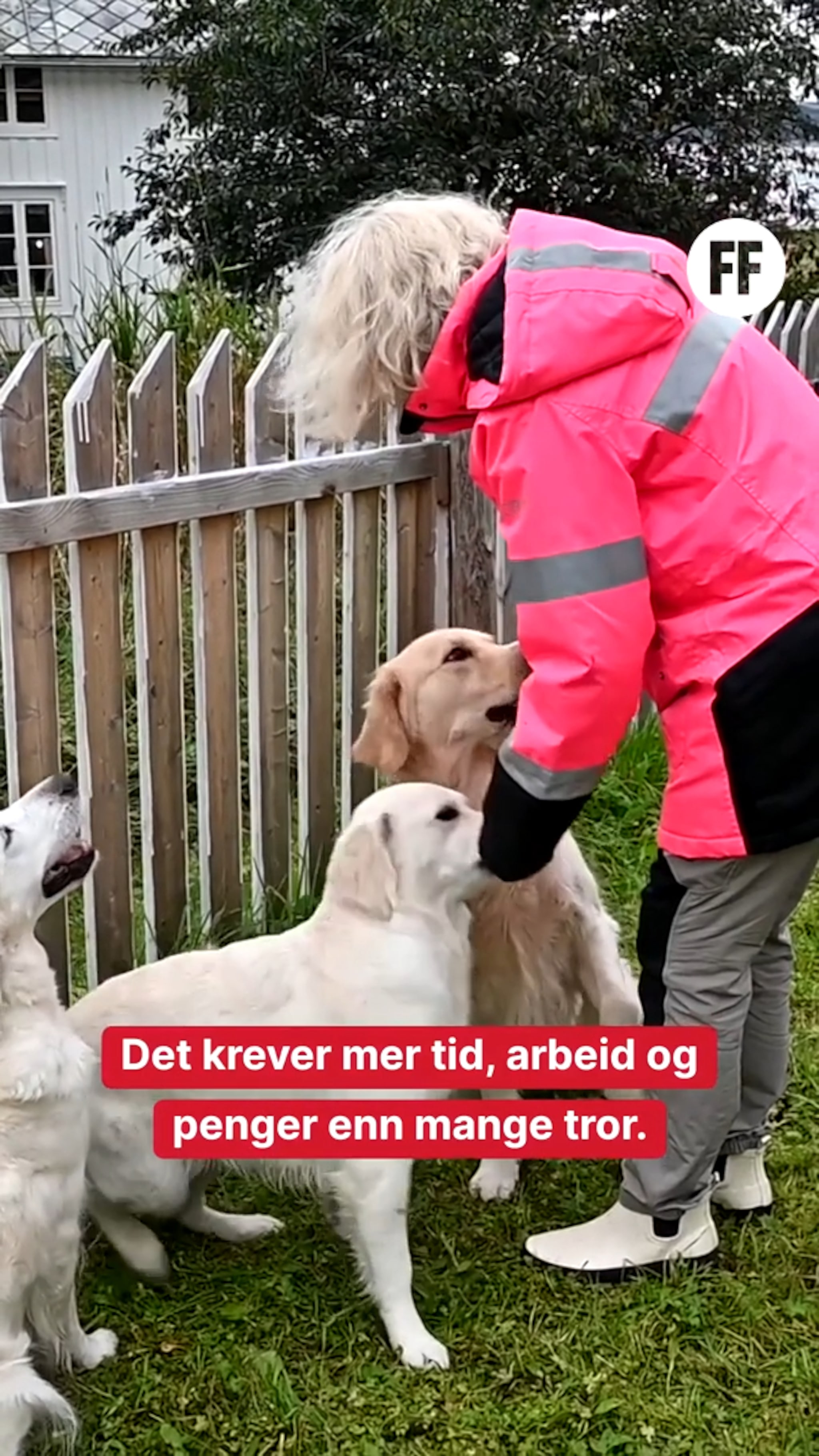 Hundedilla i Fevåg