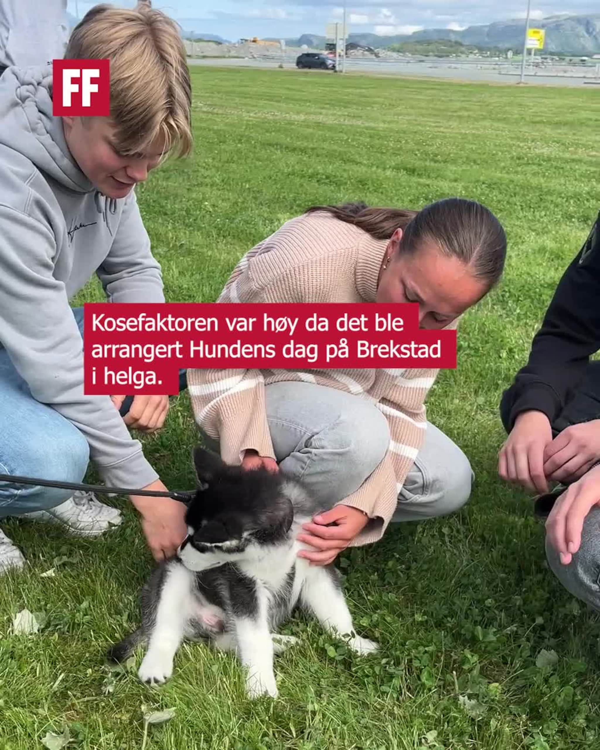 Arrangerte hundens dag