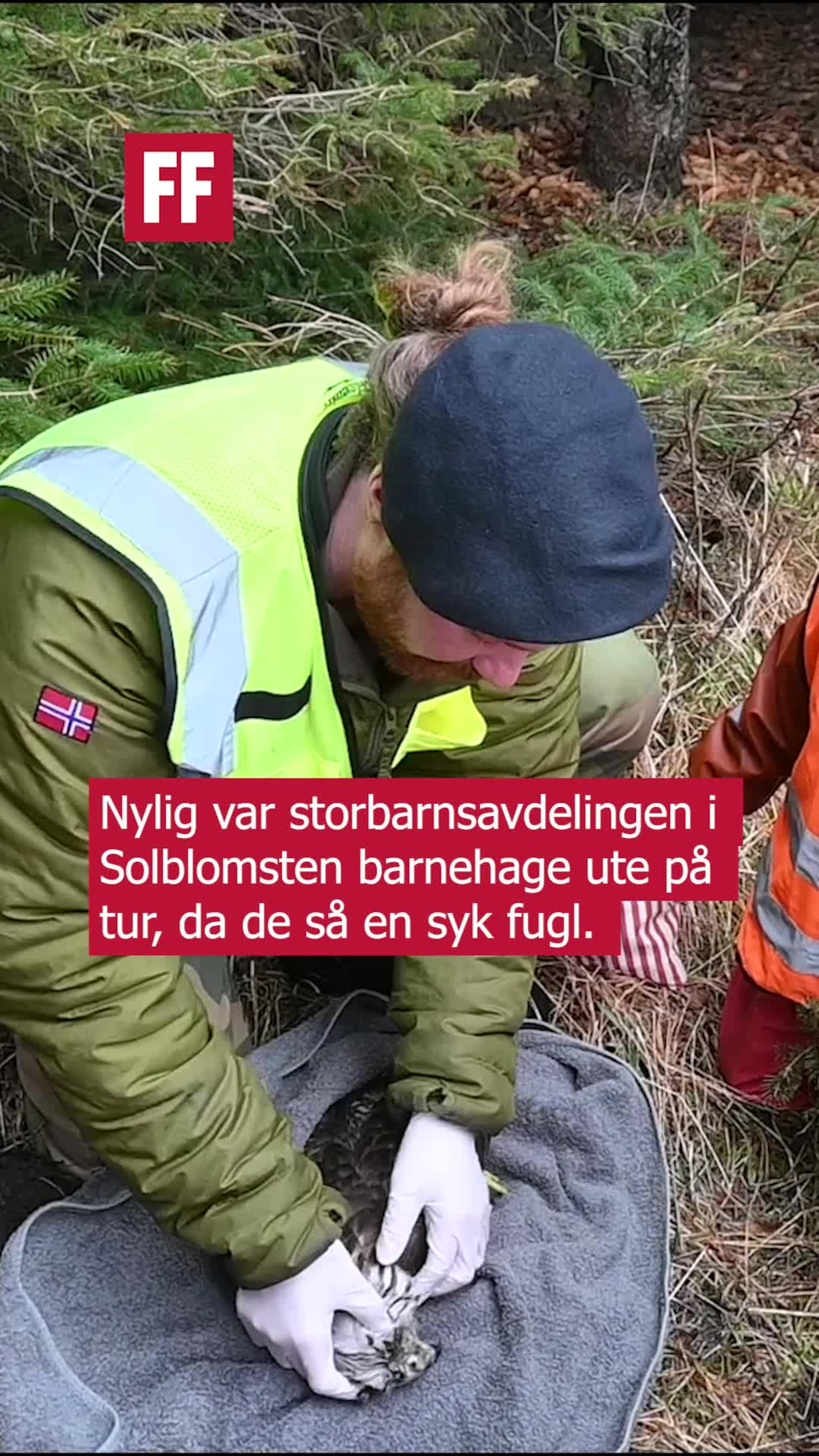 Haukebegravelse i barnehagen