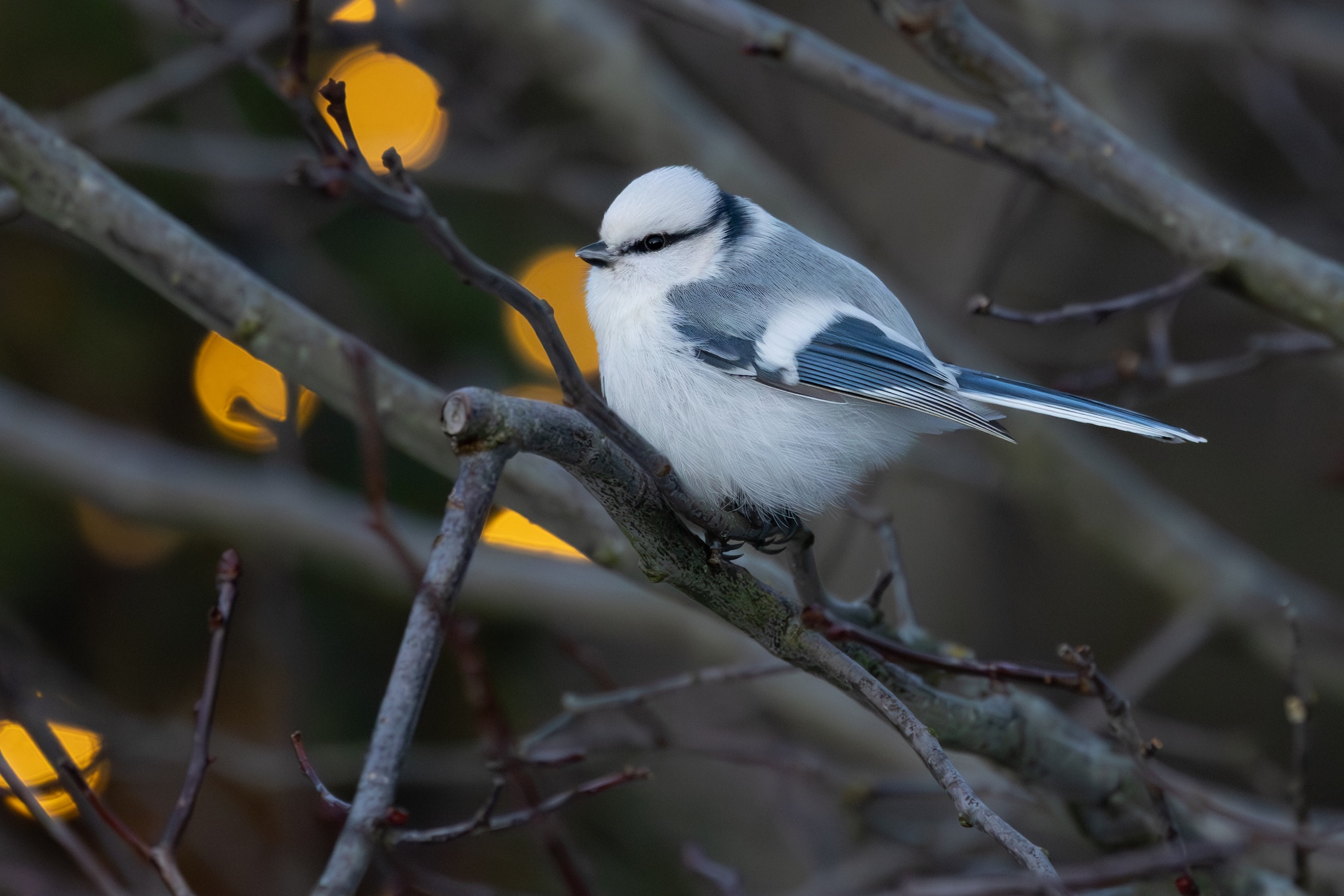 Første gang i Norge