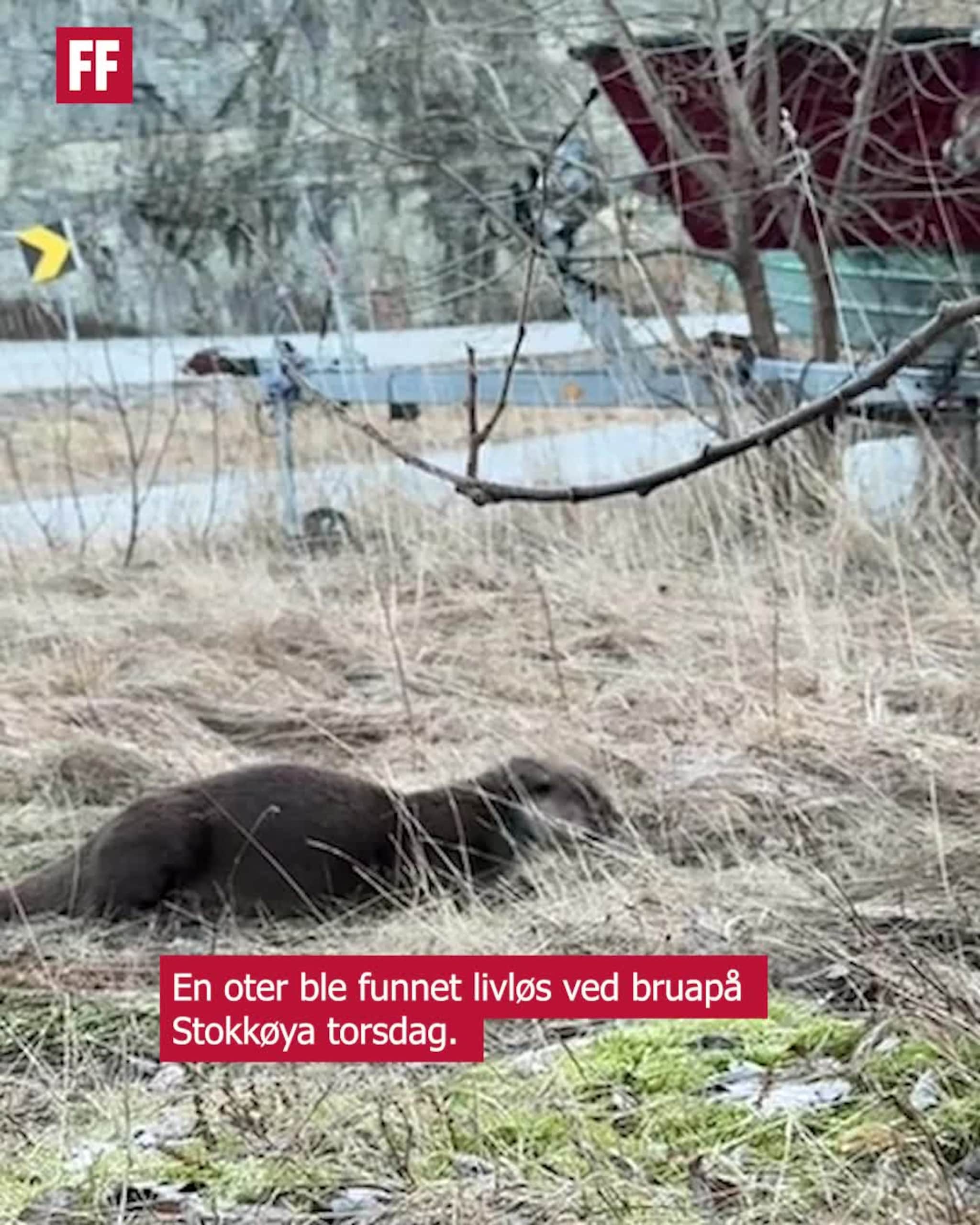 Fant livløs oter langs veien