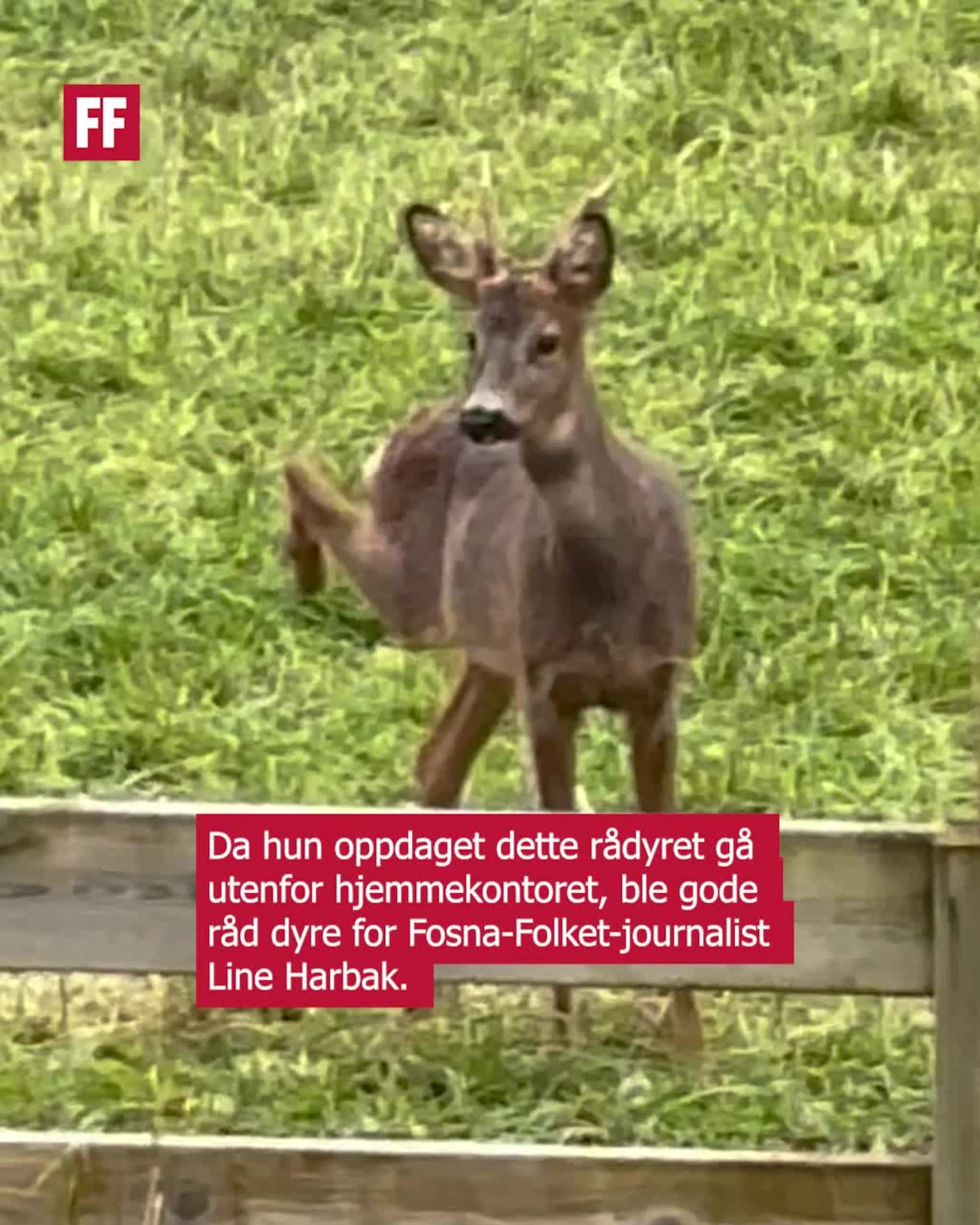 Oppdaget skadet rådyr: – Indrefileten er allerede spist
