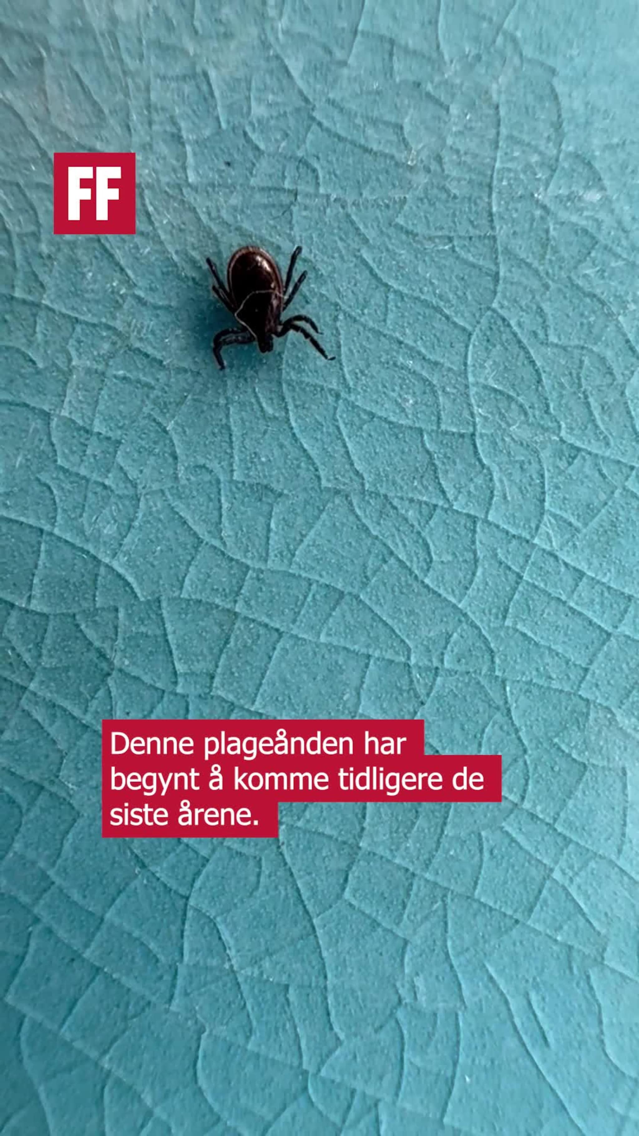 Dette må du gjøre med flåtten