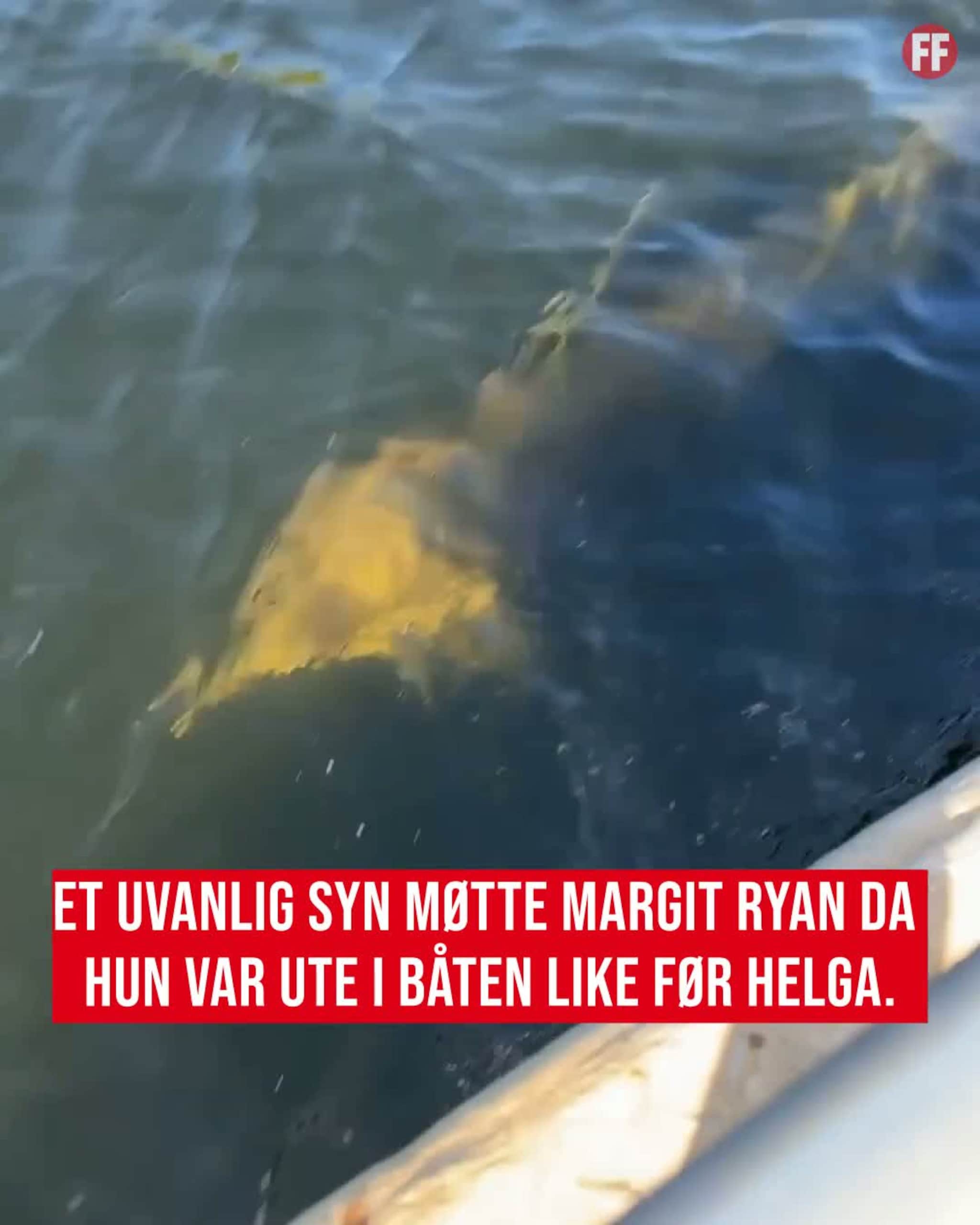 Møtte uvanlig syn på fjorden