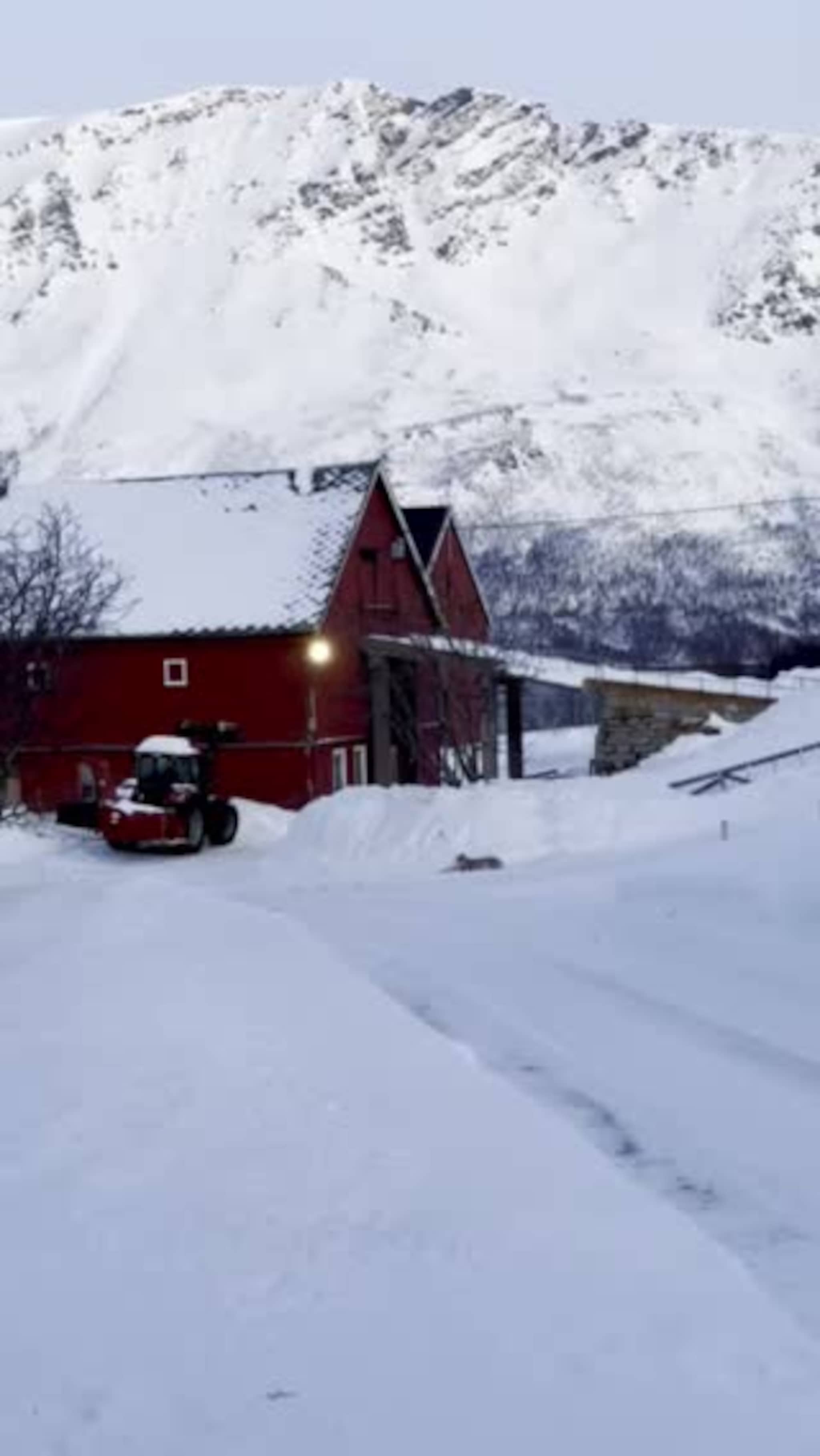 Her ligger gaupa og ser på sauene