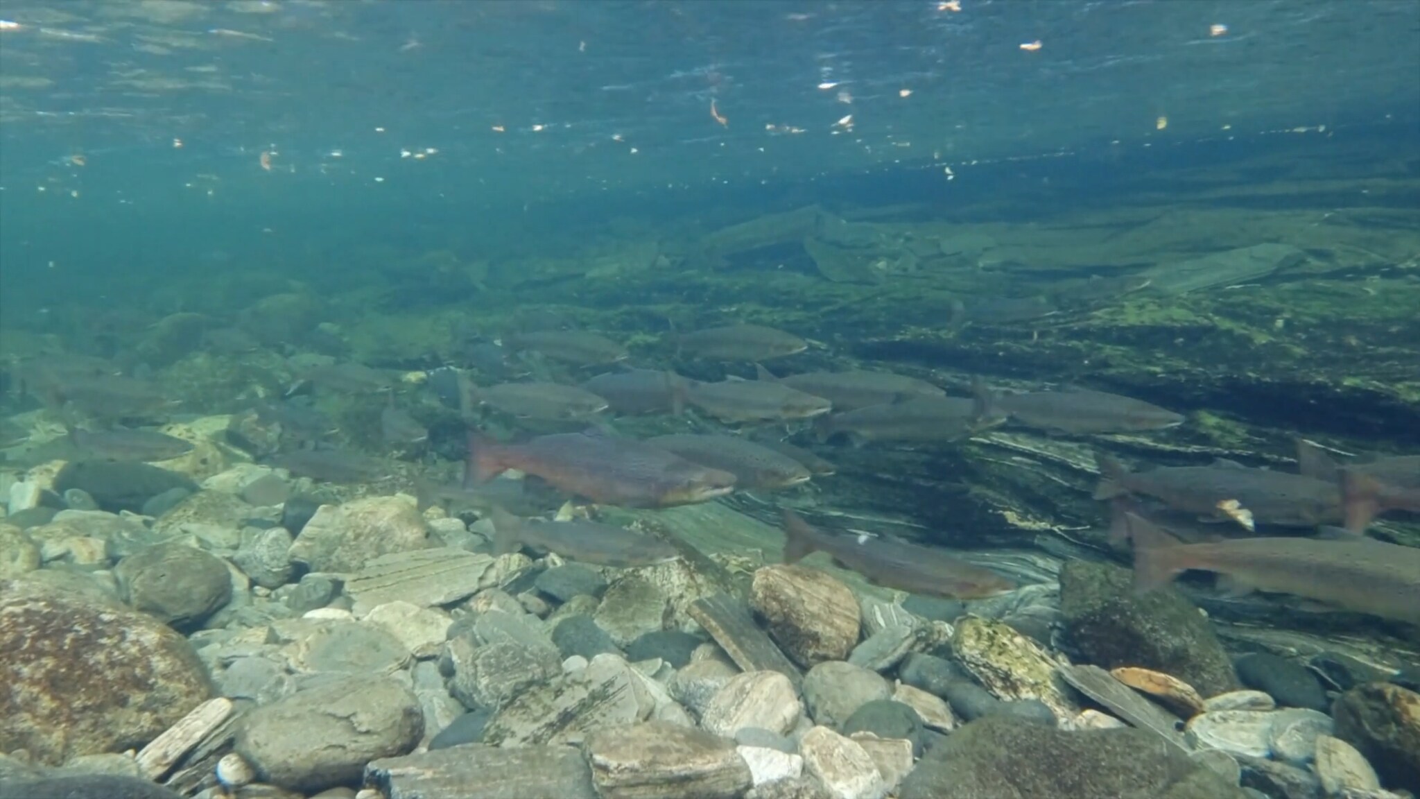 Se fiskene i Signaldalselva