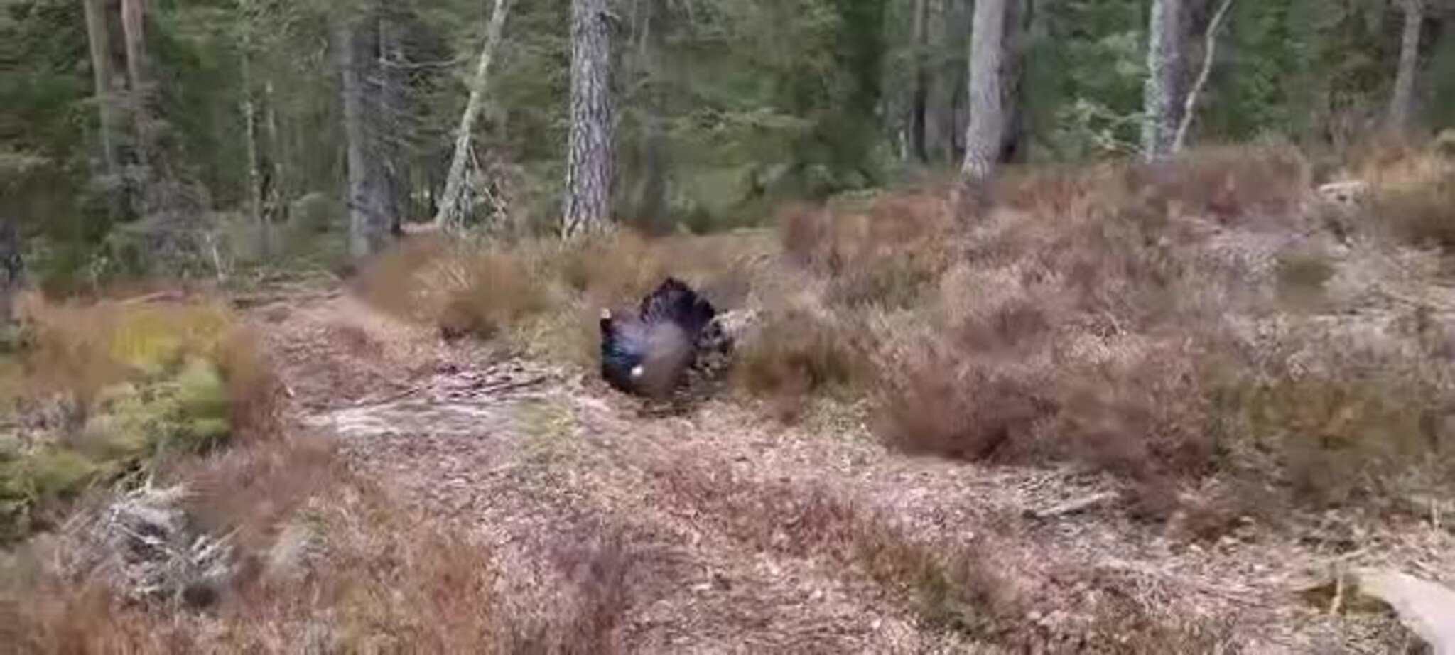 Kåre Vestøl traff på orrfugl