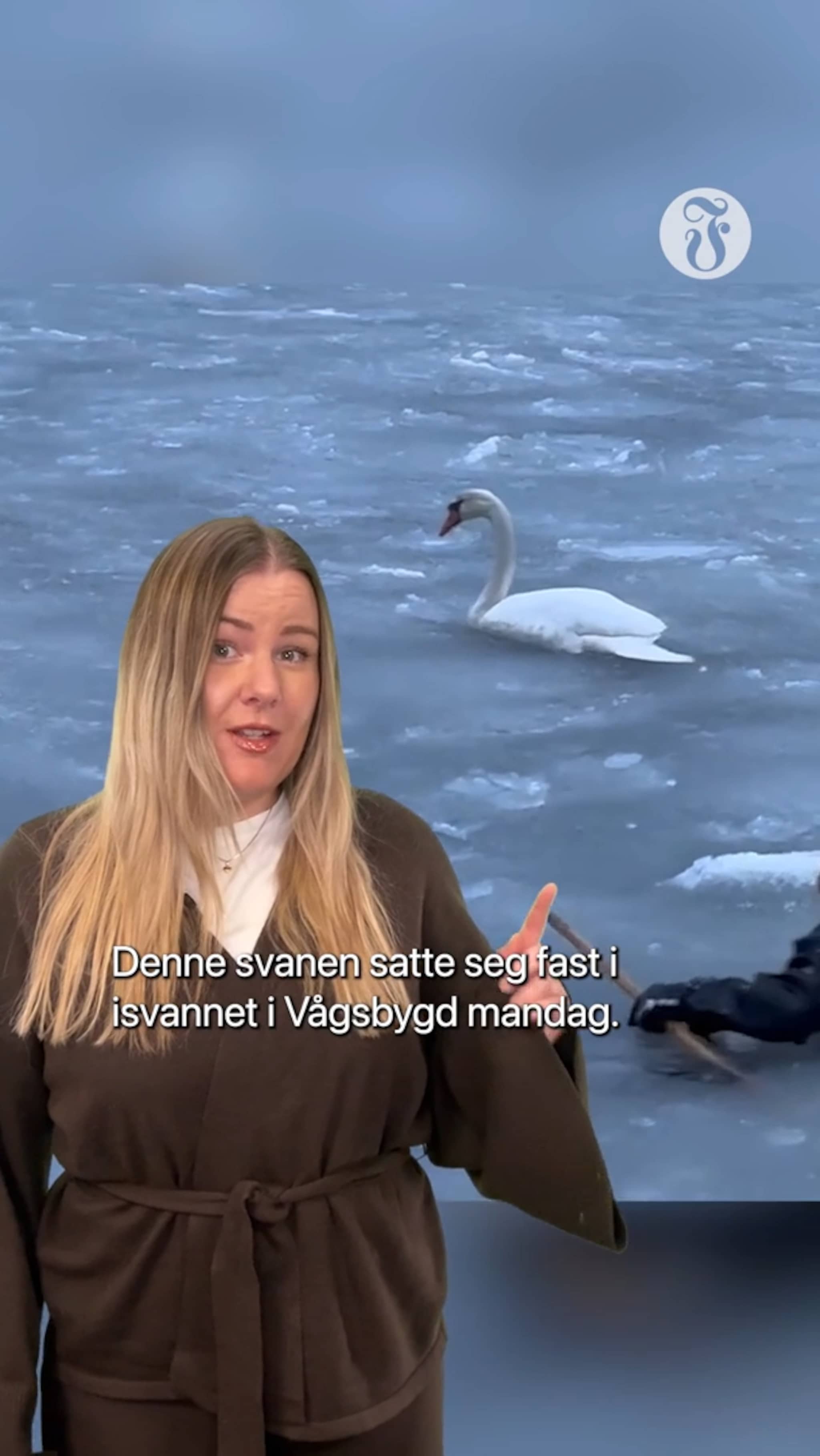 Svane satte seg fast i isvannet