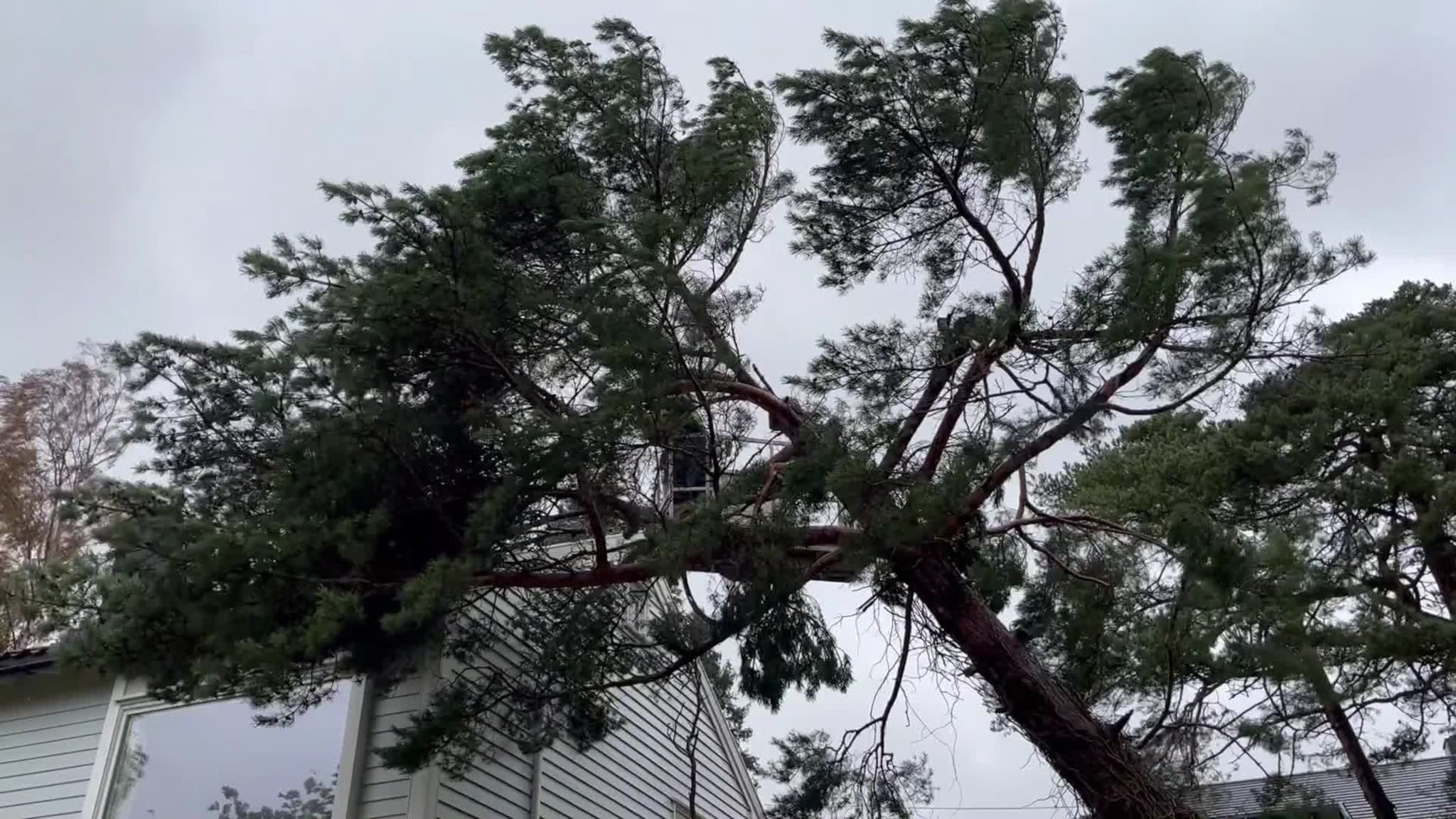Video: Her fjernes furua fra huset