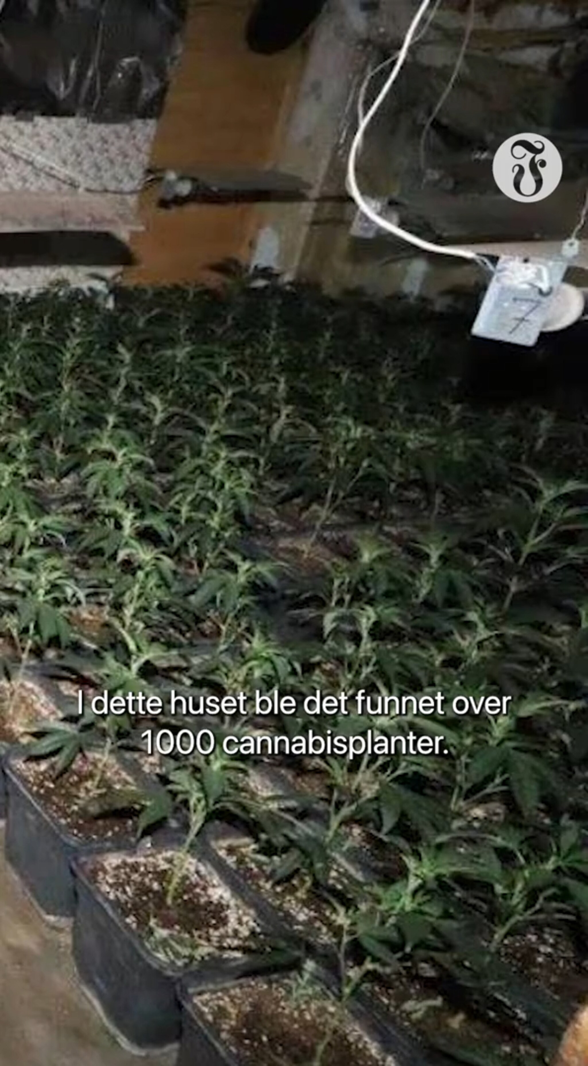 Her fant de over tusen hasjplanter