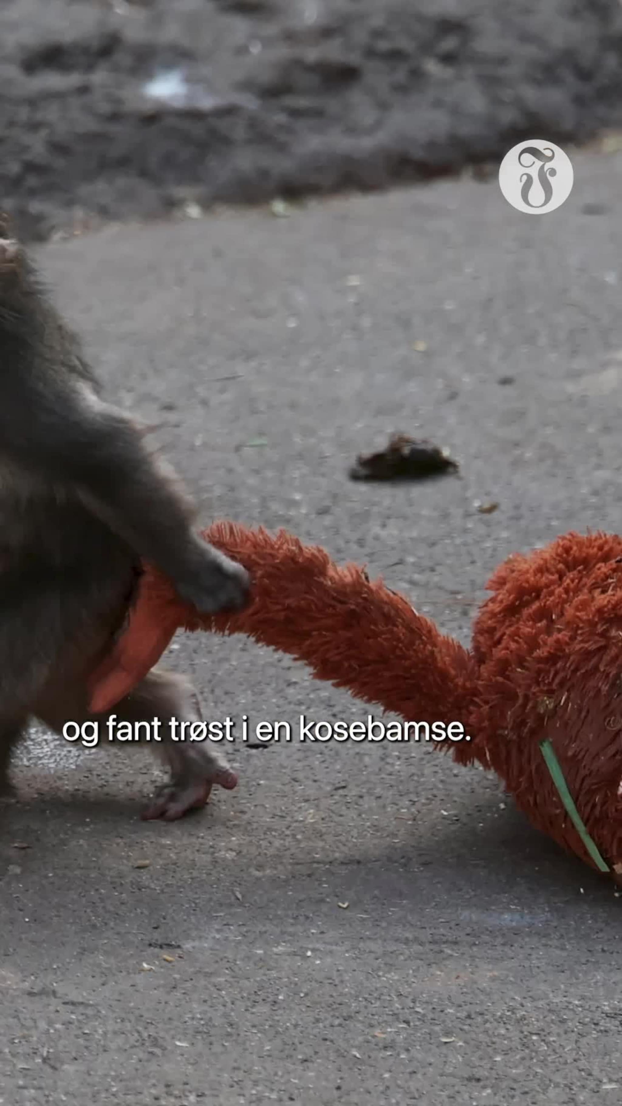 Apen Punch går viralt