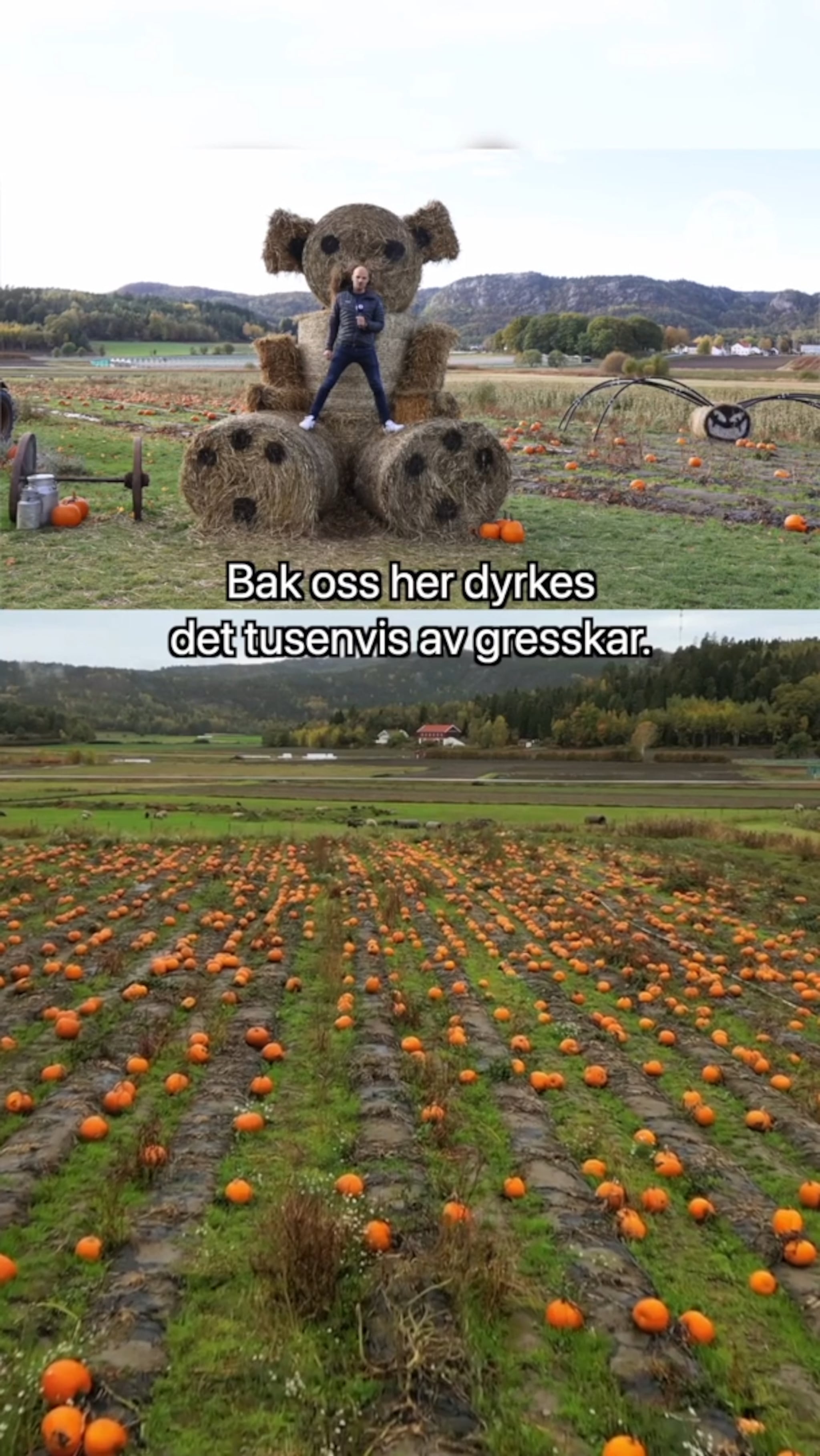 Dyrker tusenvis av Halloween-gresskar