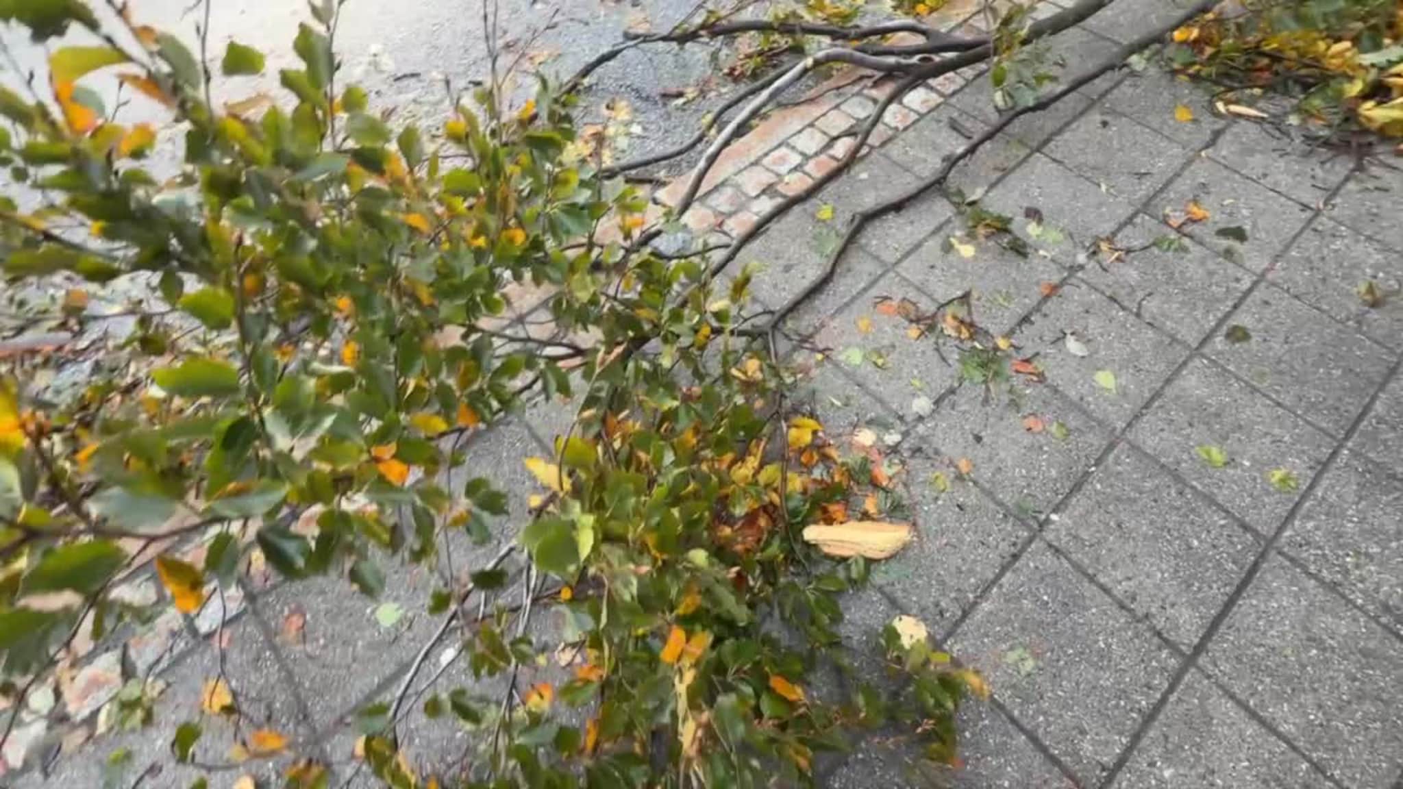 Busstoppet på Bellevue