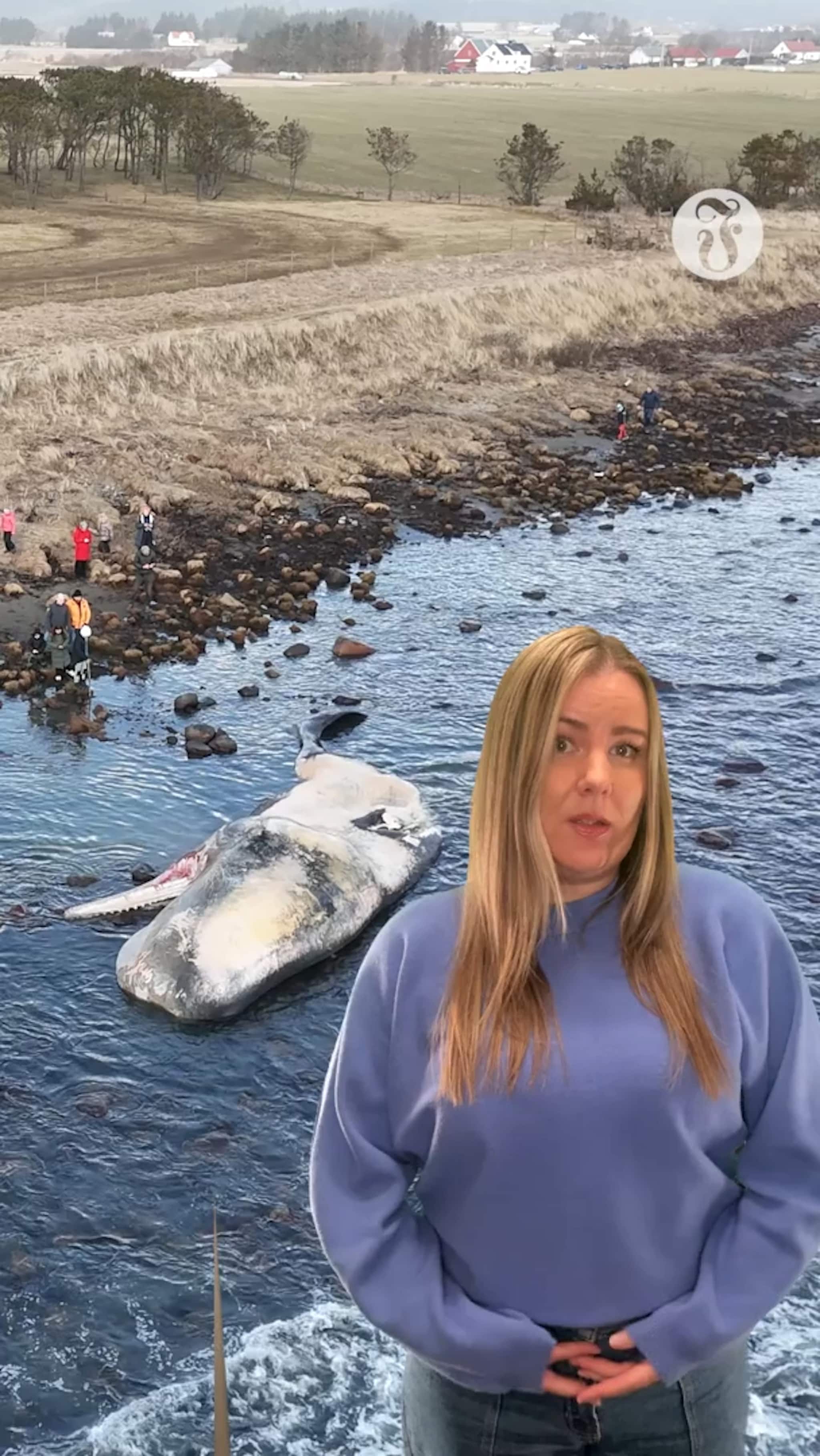 Stor strandet hval skal obduseres