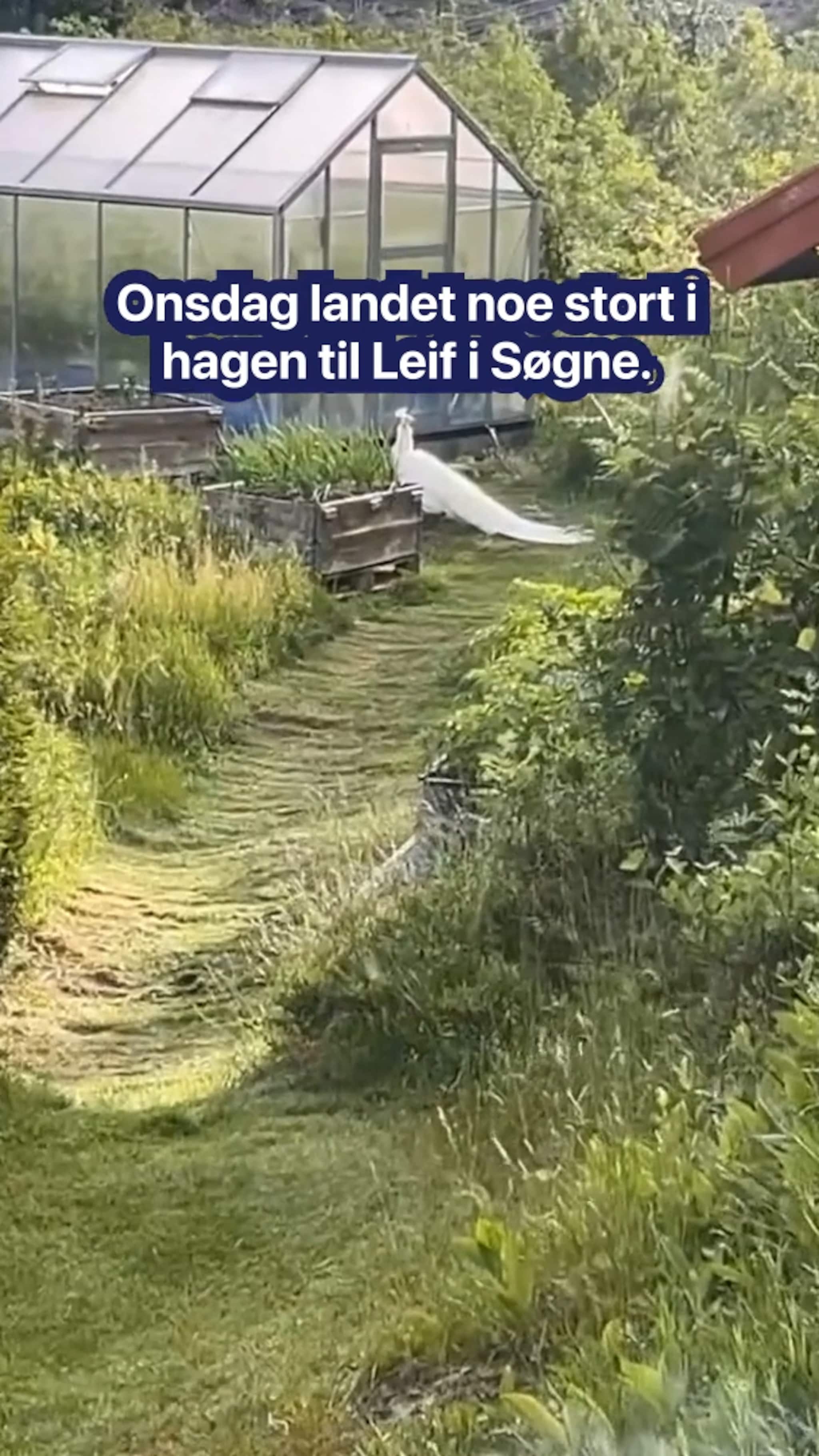 – Den hoppet rundt her