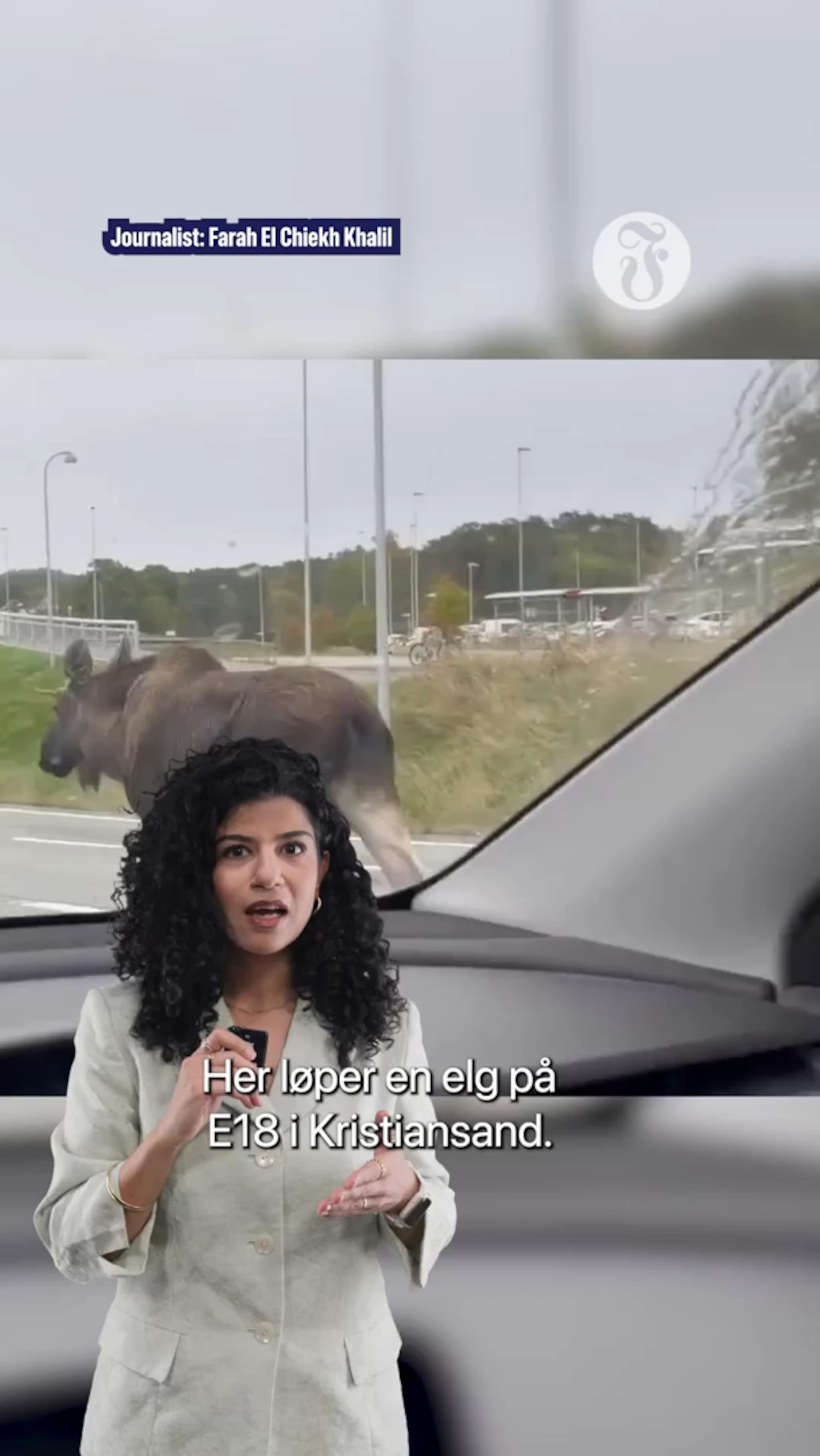 Elg på E18 i Kristiansand