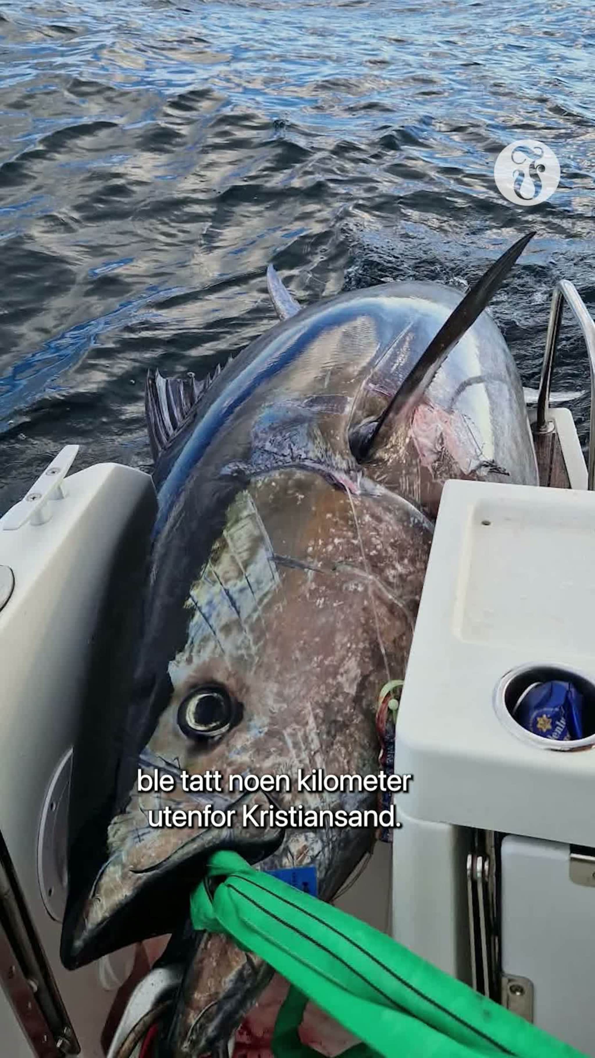 Tunfisk på 258 kilo ble fanget utenfor Kristiansand