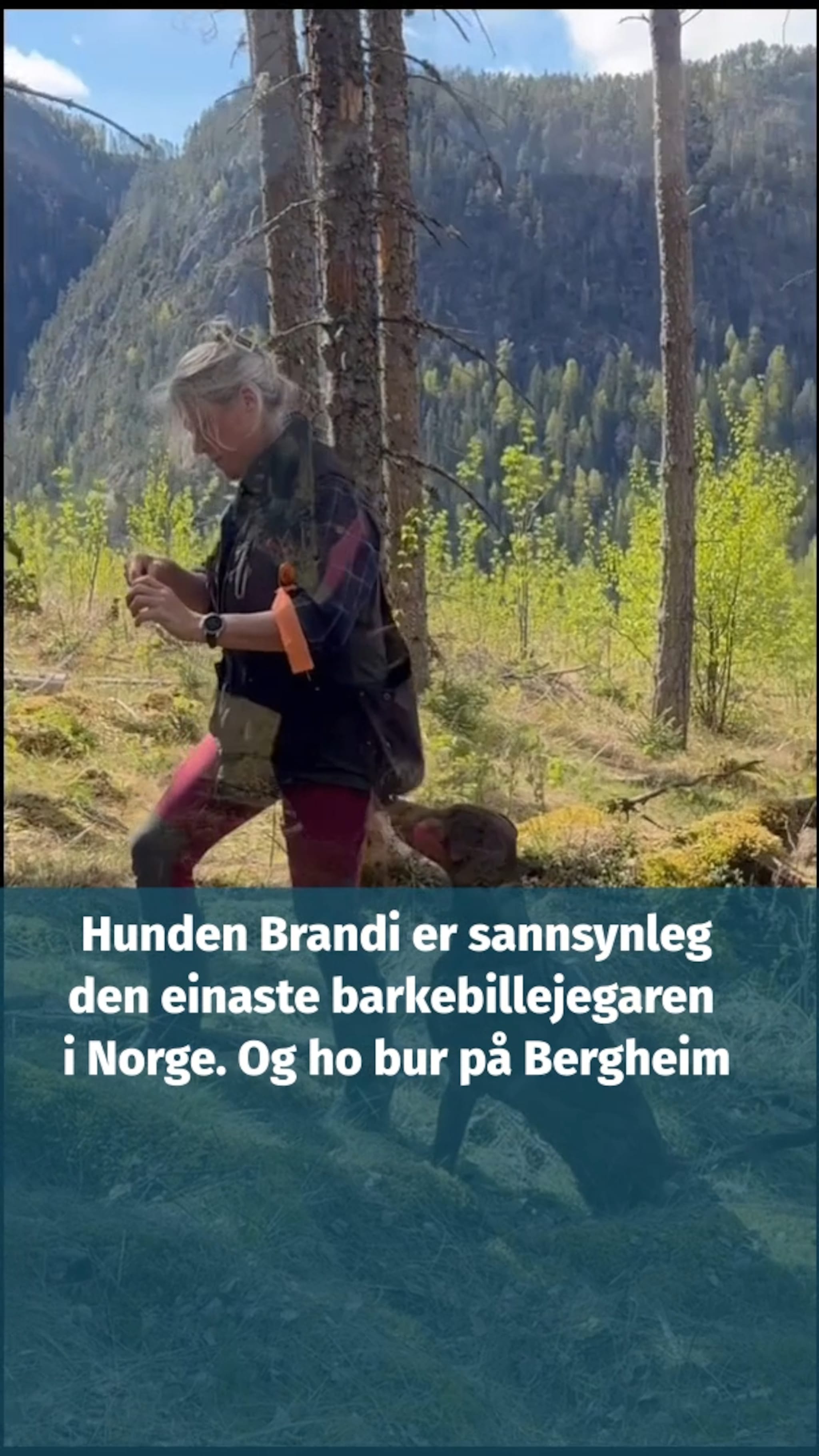 Brandi og matmor på barkebillejakt