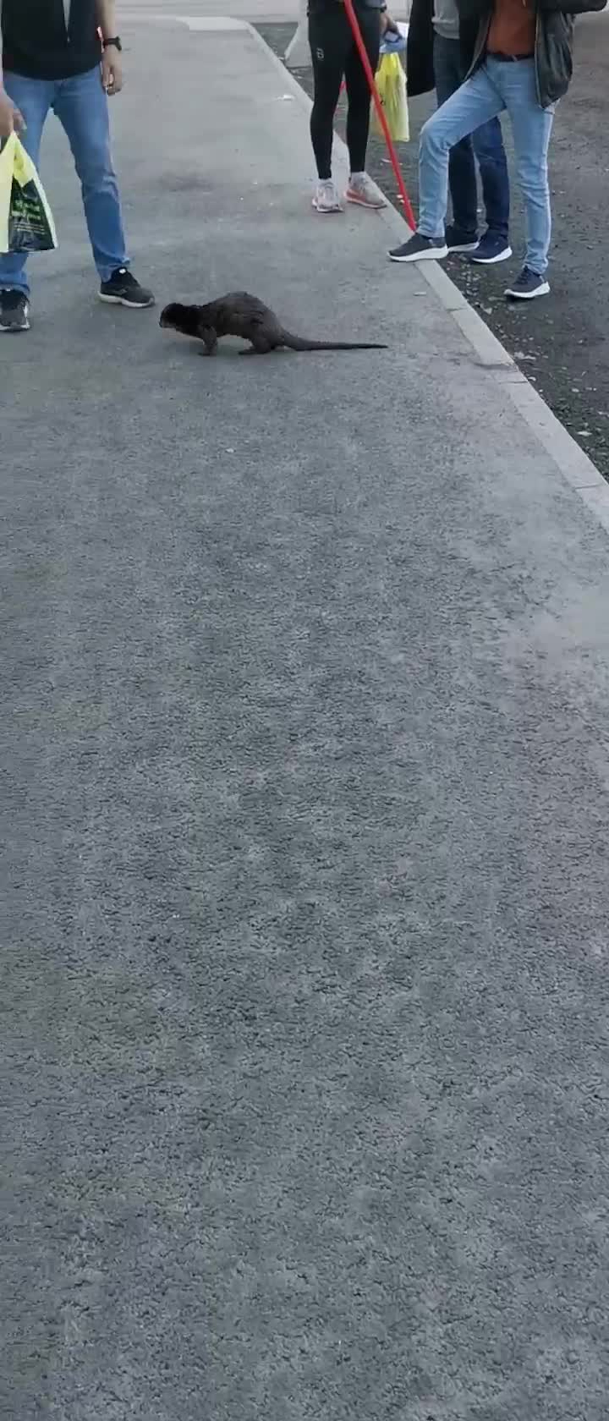 Urban oter på fredagstur