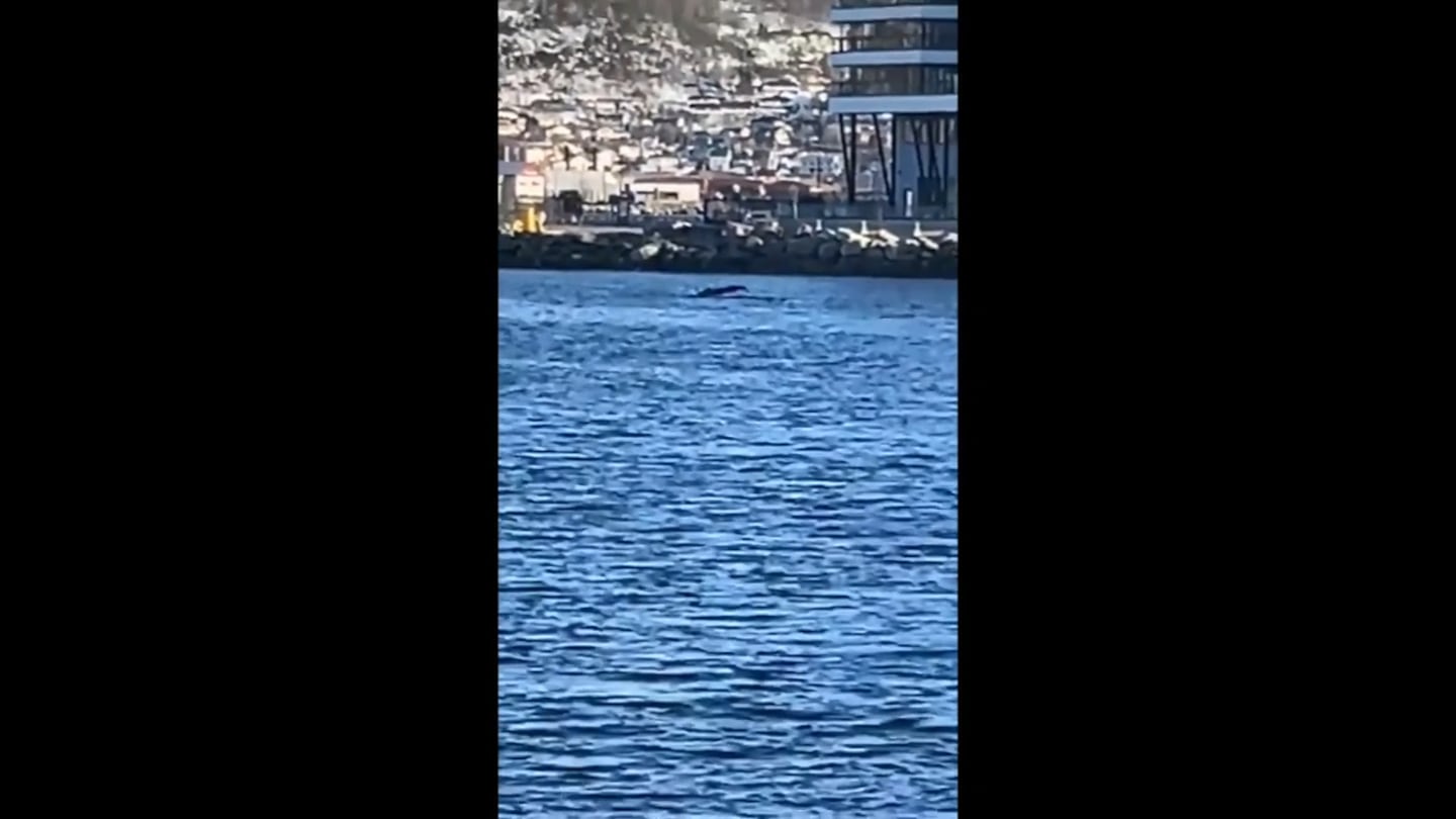Se video av hvalen i Harstad sentrum