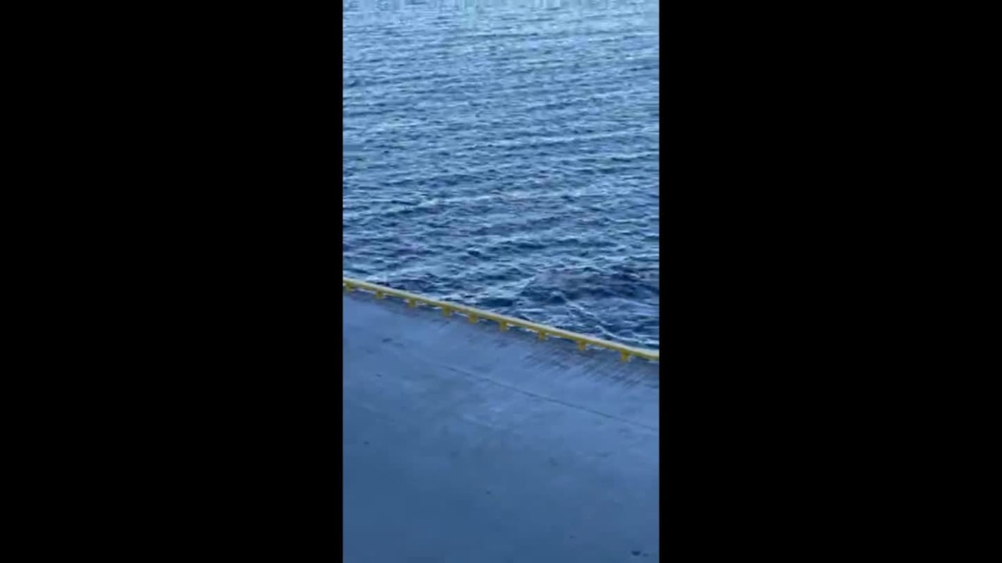 Her svømmer hvalen langs kaia