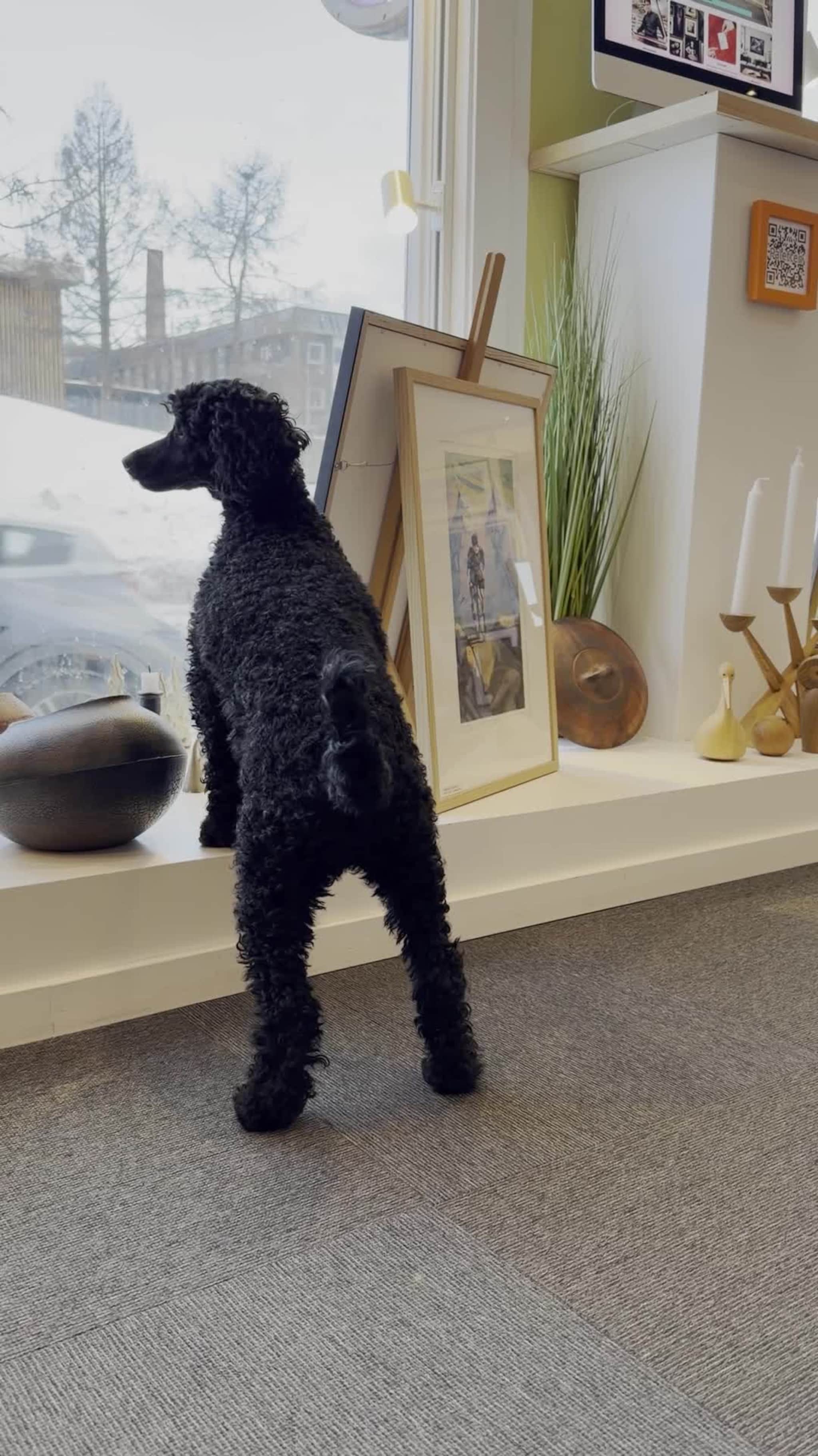 Lilo er med på jobb