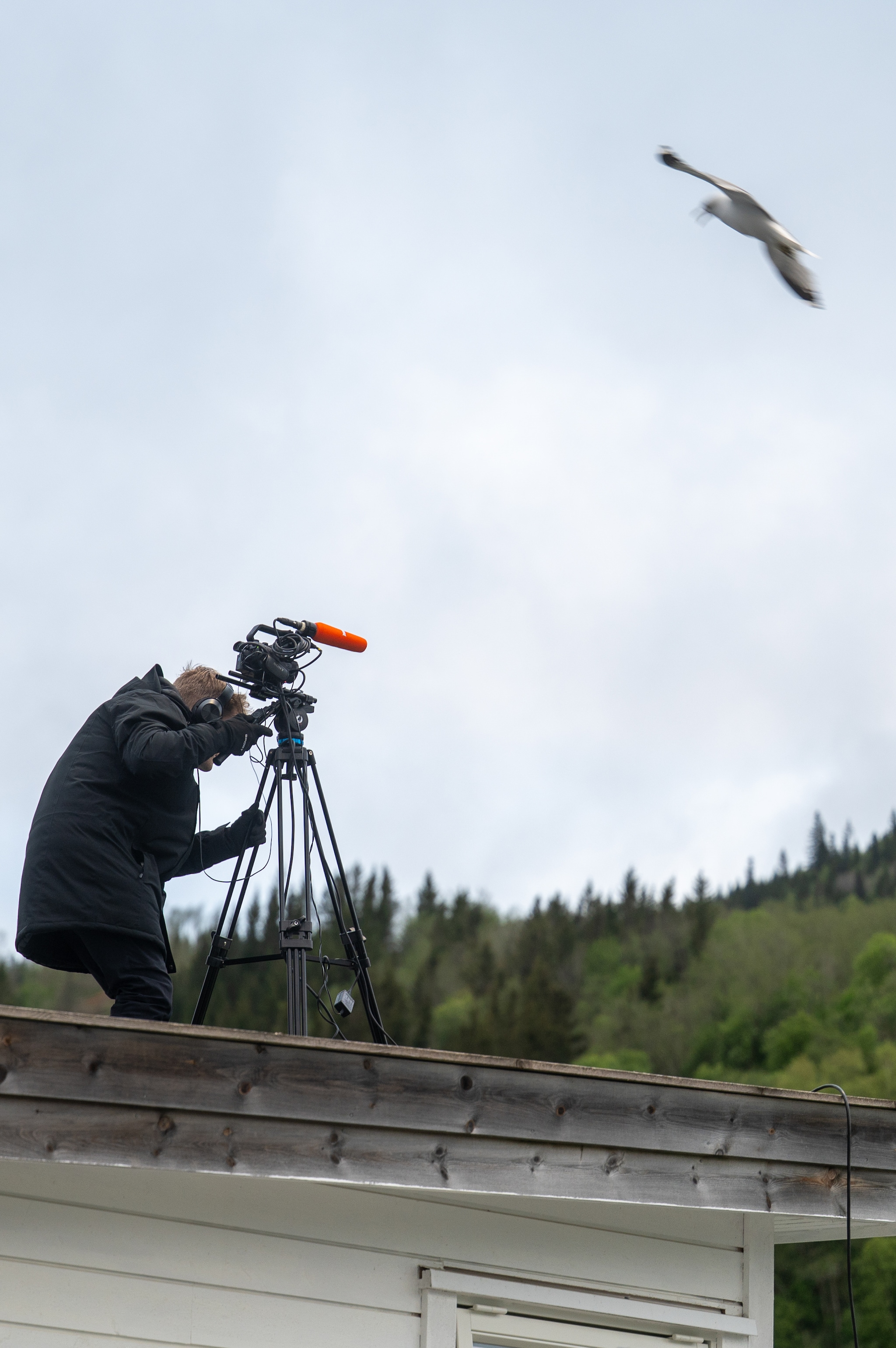 Fotballfotografen fikk trøbbel med måsene