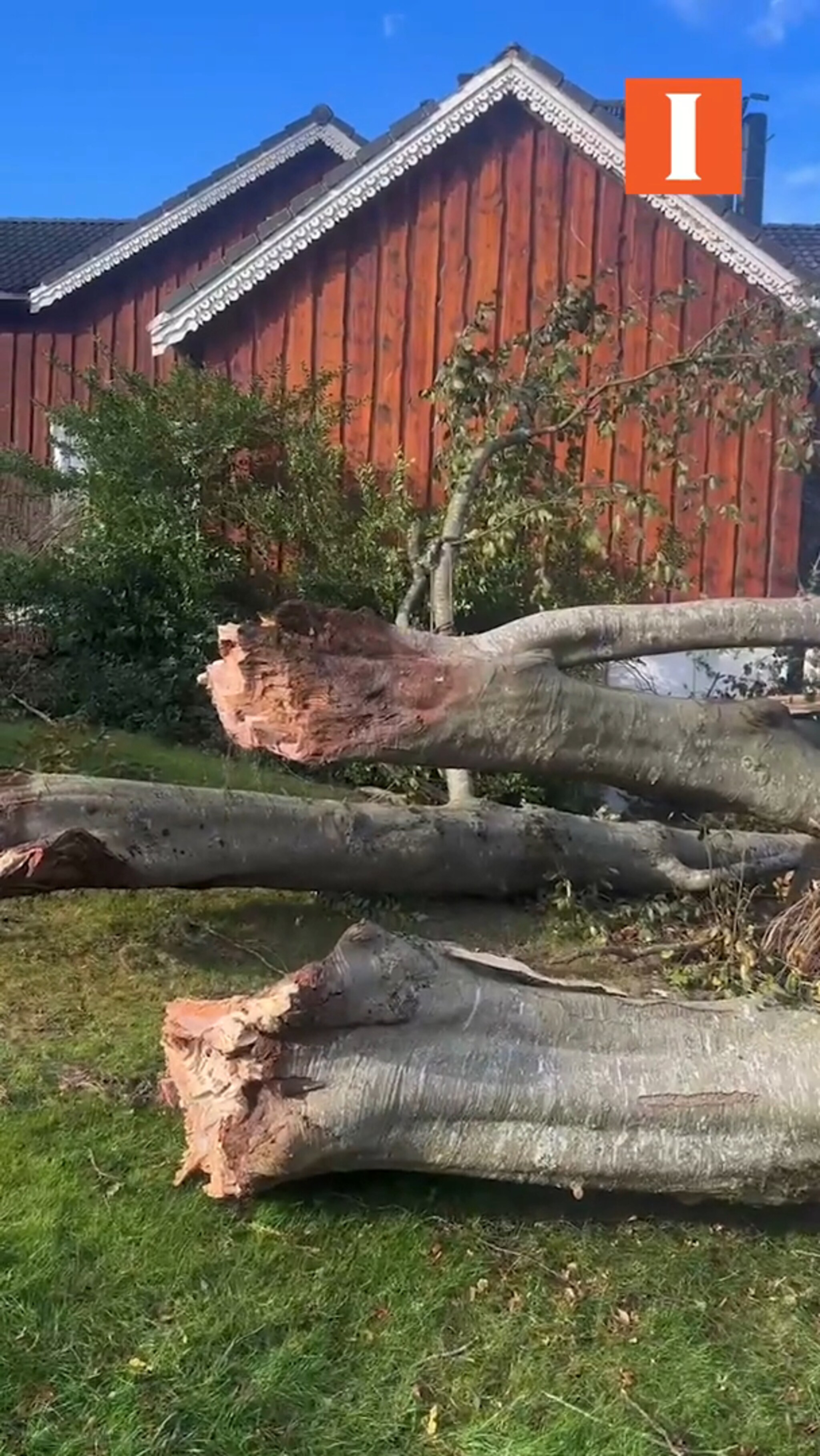 Det gamle treet ble tatt av uværet