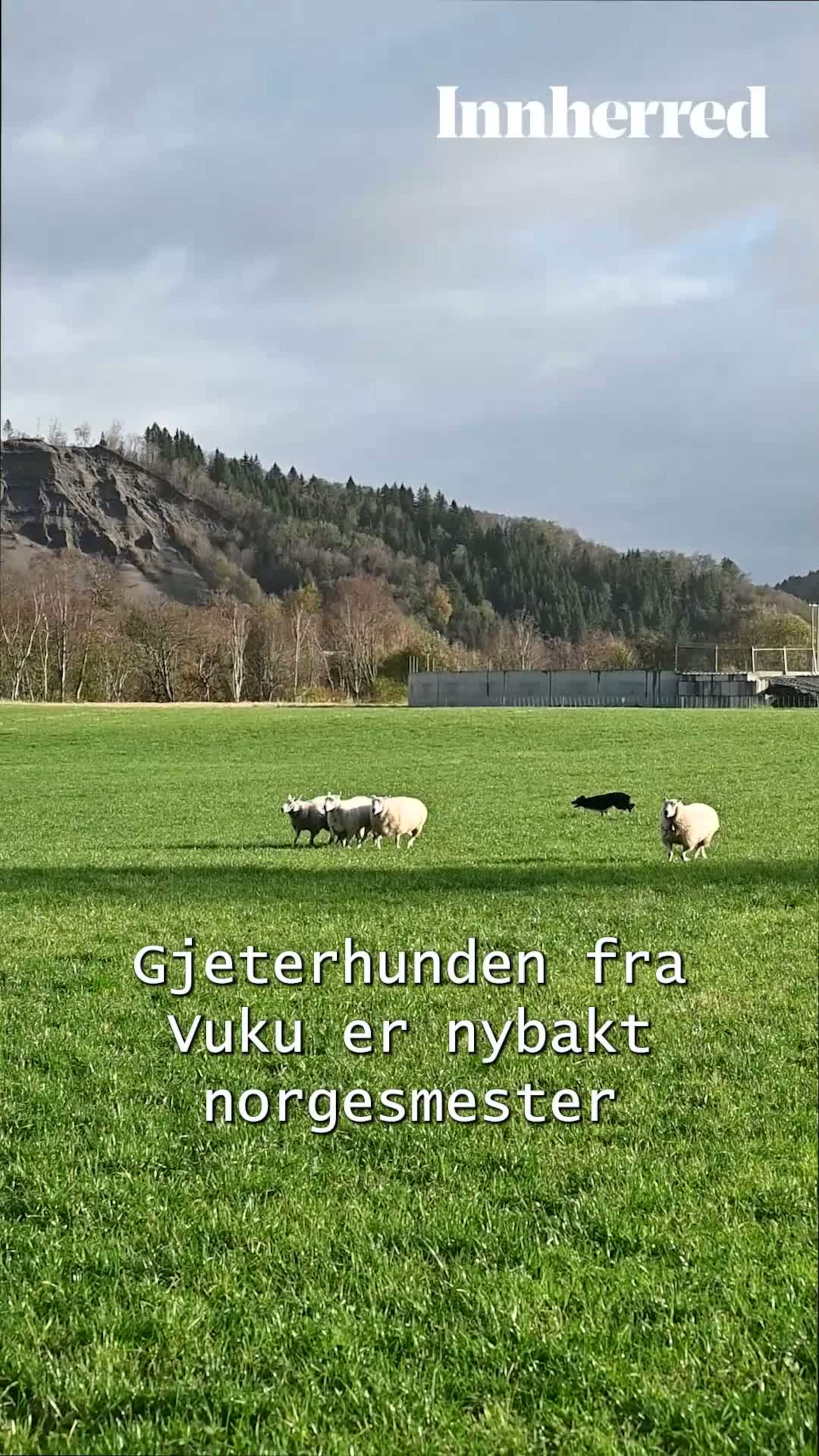 NM-vinneren Lilli (5)