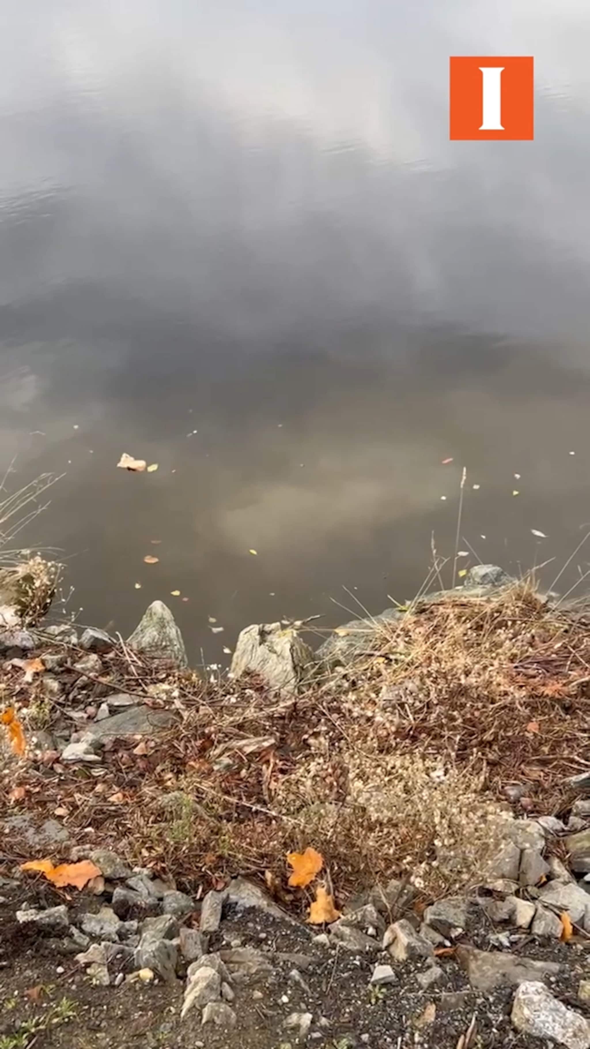 Utslipp av kloakk i Verdalselva