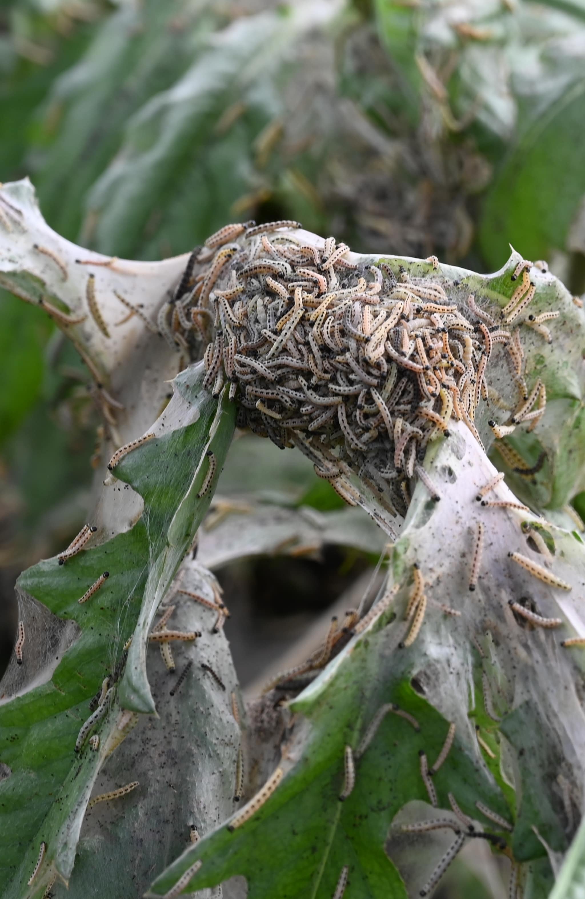 Sjekk de "spøkelsestrærne"!