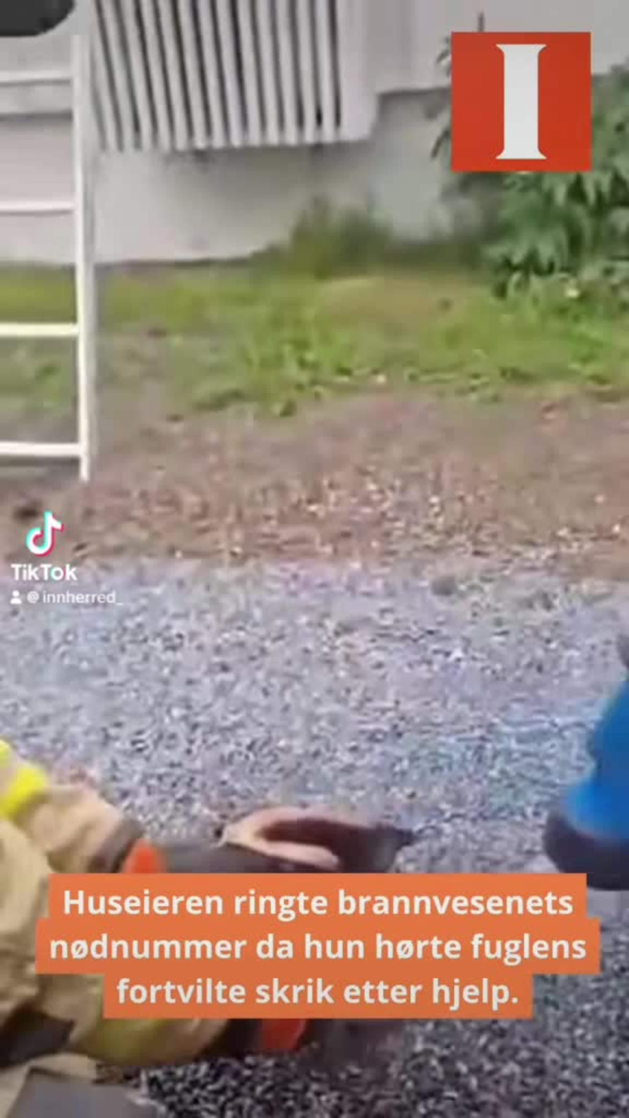 Kråke måtte reddes.