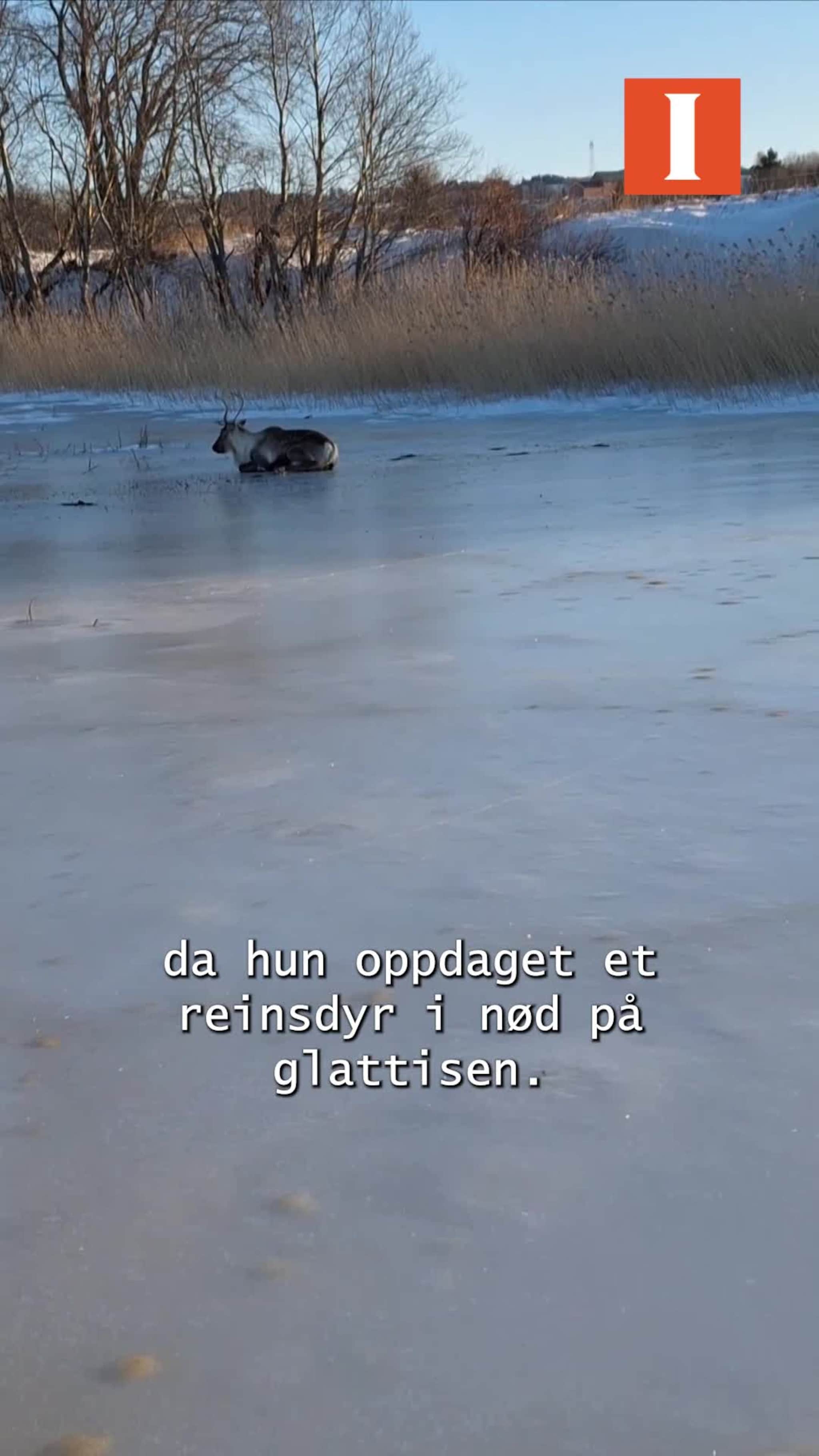 «Bambi på glattisen» på Leksdalsvatnet