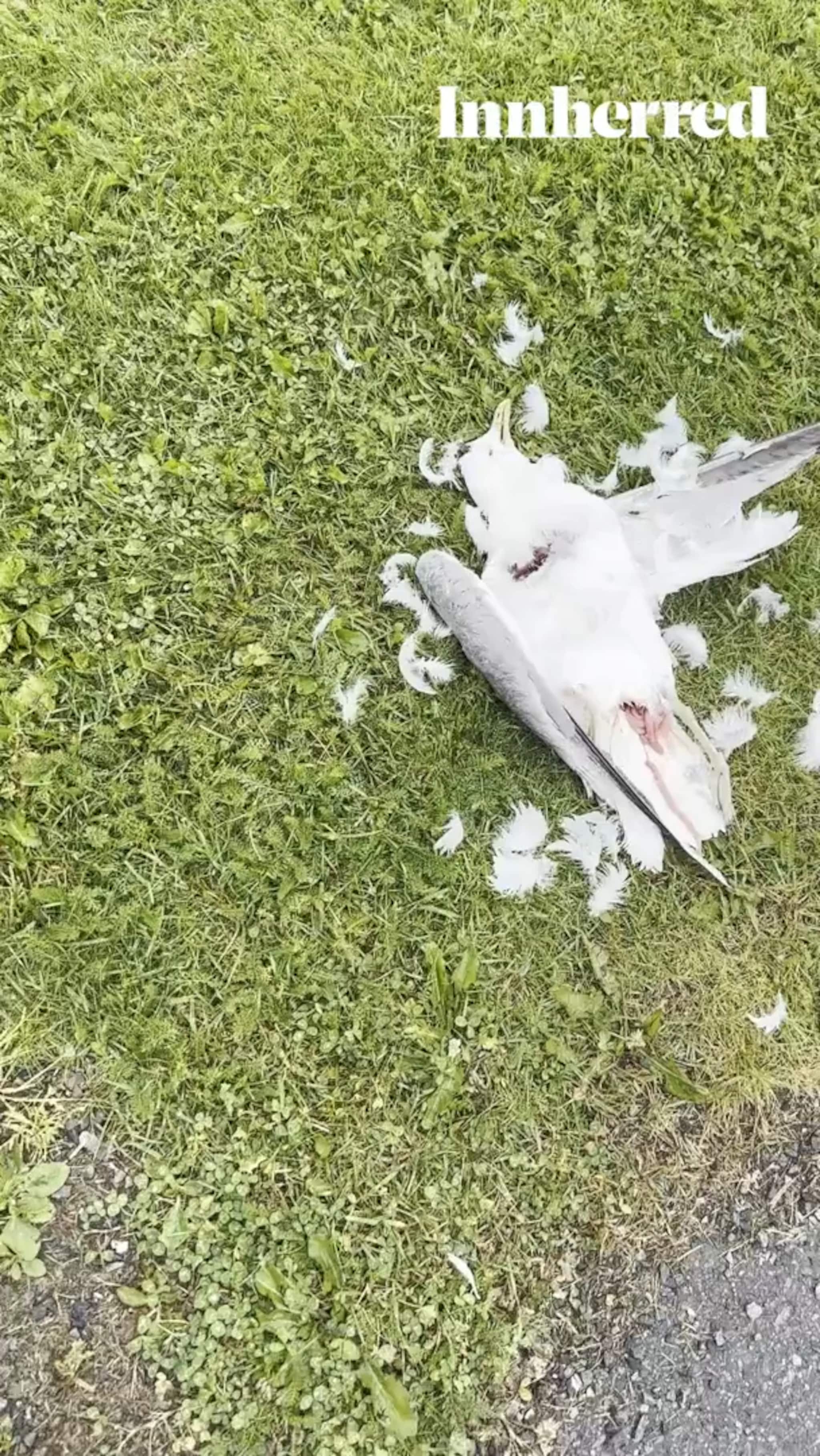 Fem døde måker