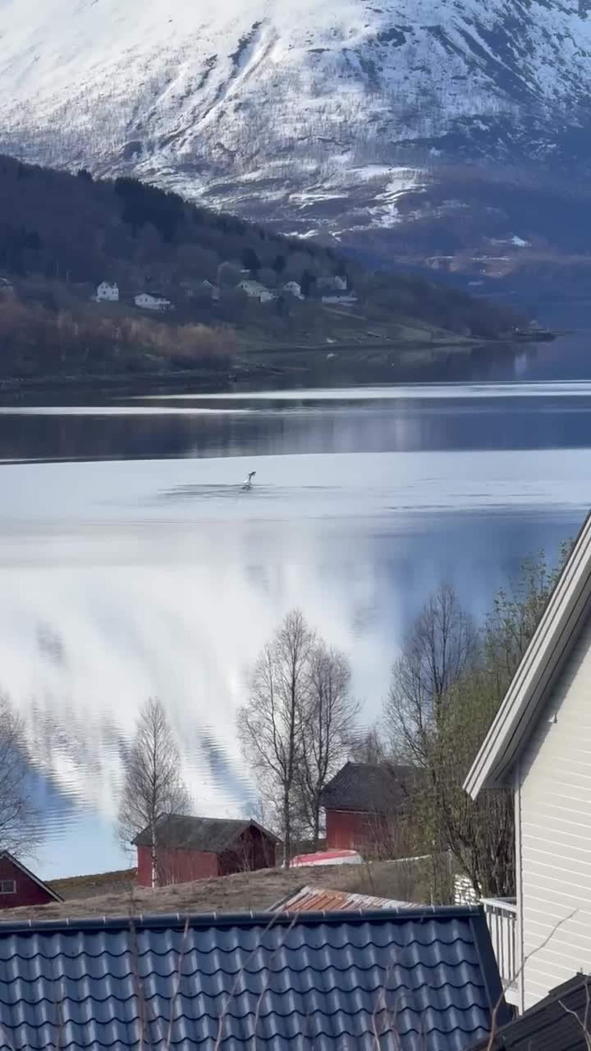 Springere leker i Ramfjorden