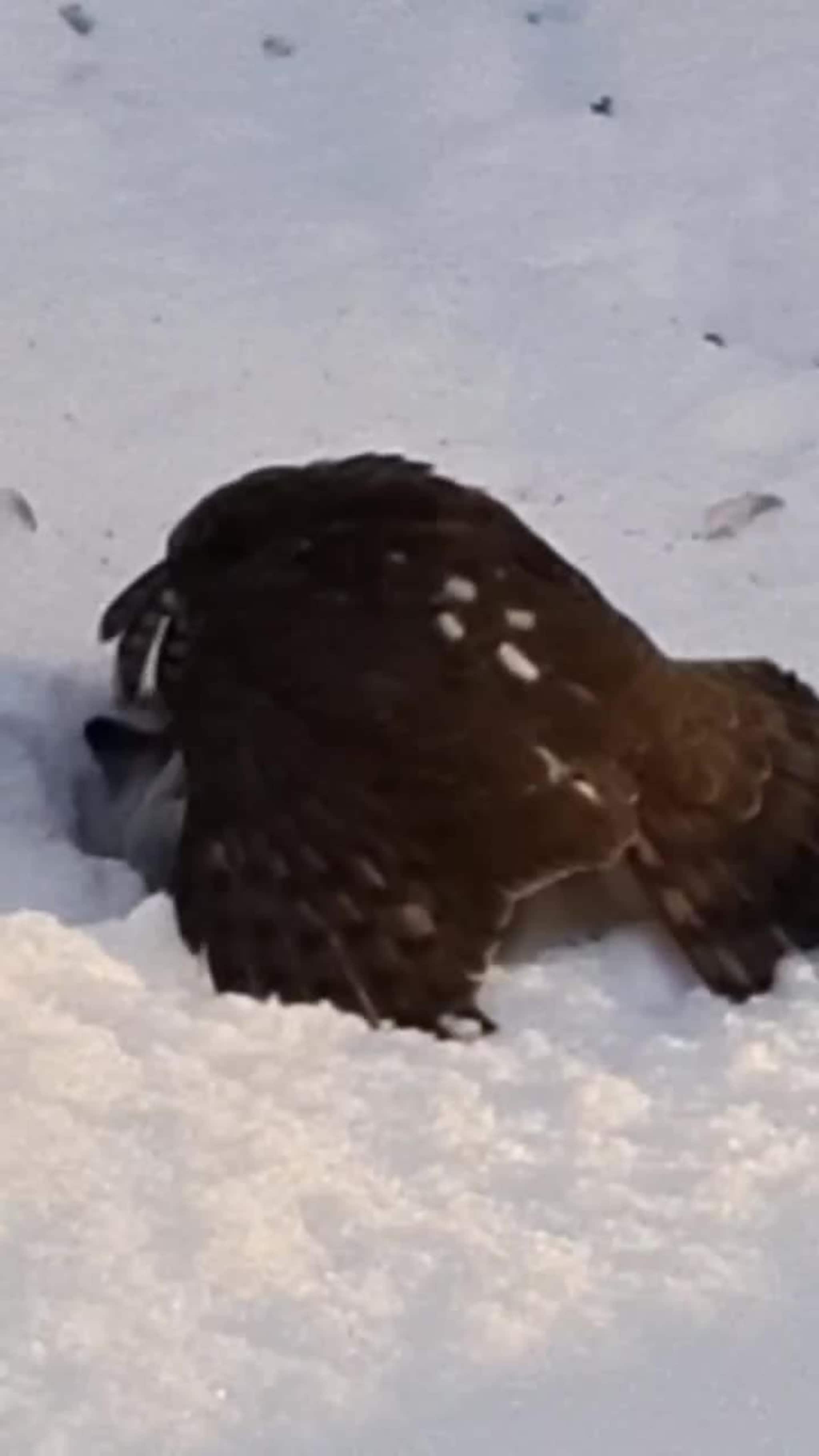 Due ble middag til spurvehauk