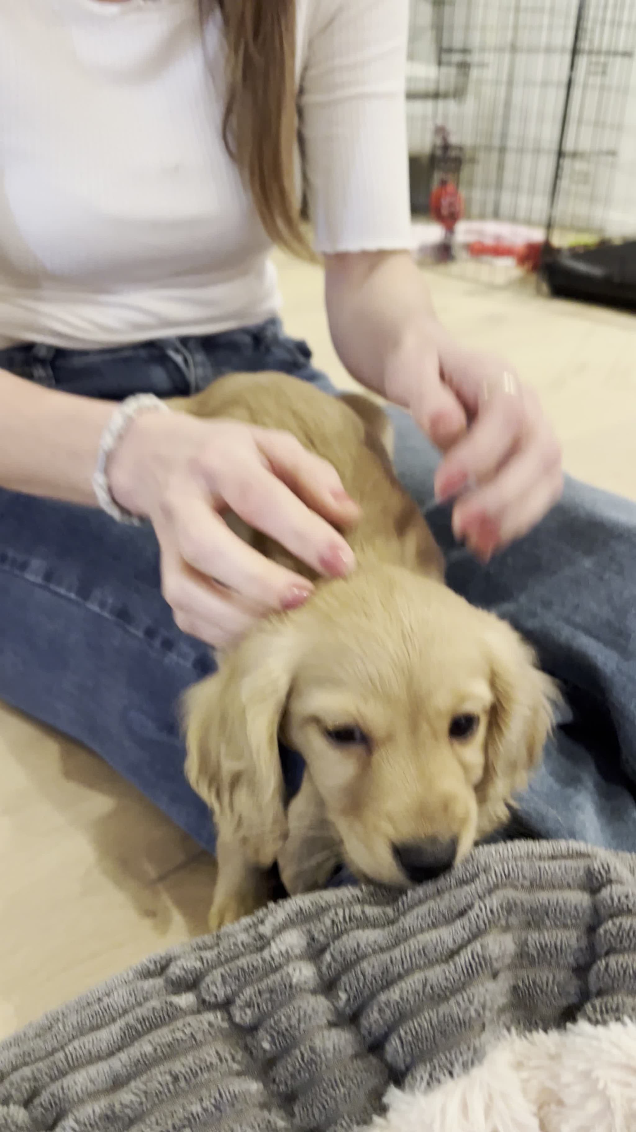 Tine Hagelins fremtidige terapihund