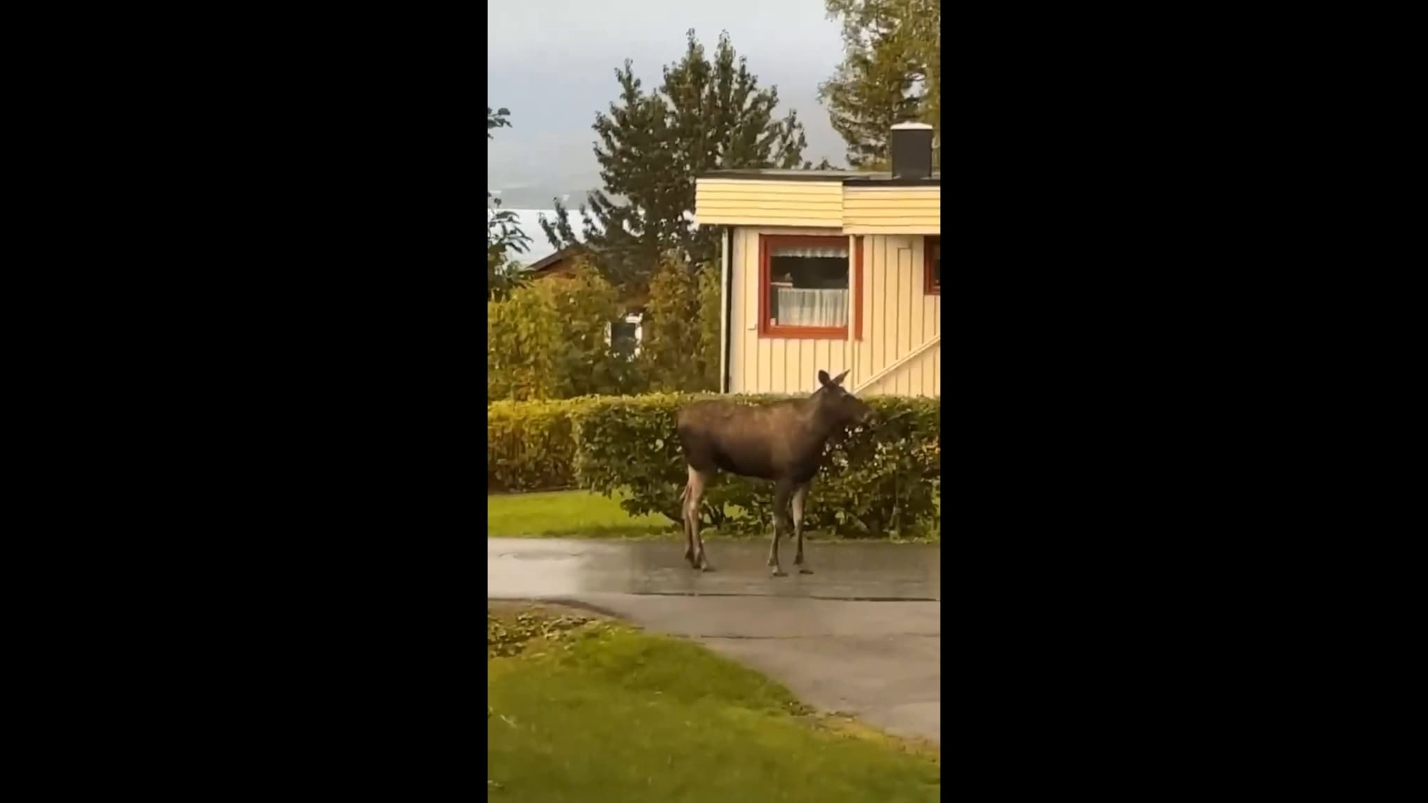 Elg på Tromsøya