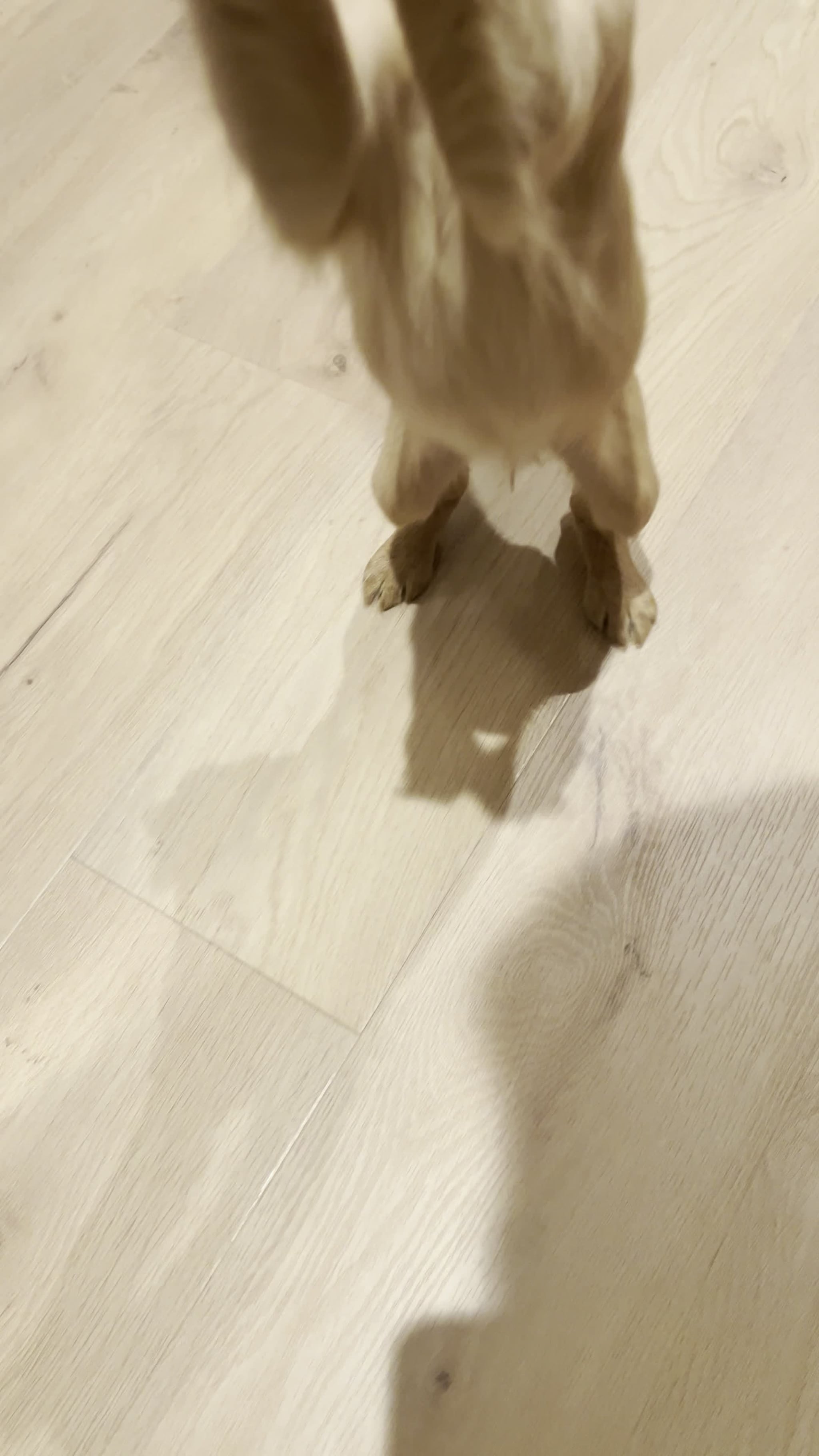 Tine Hagelin har skaffet seg hund.