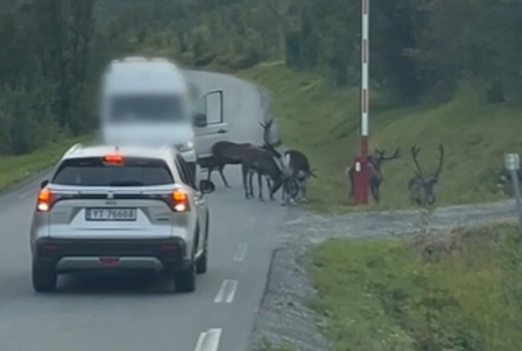 Har får reinsdyret seg en dult