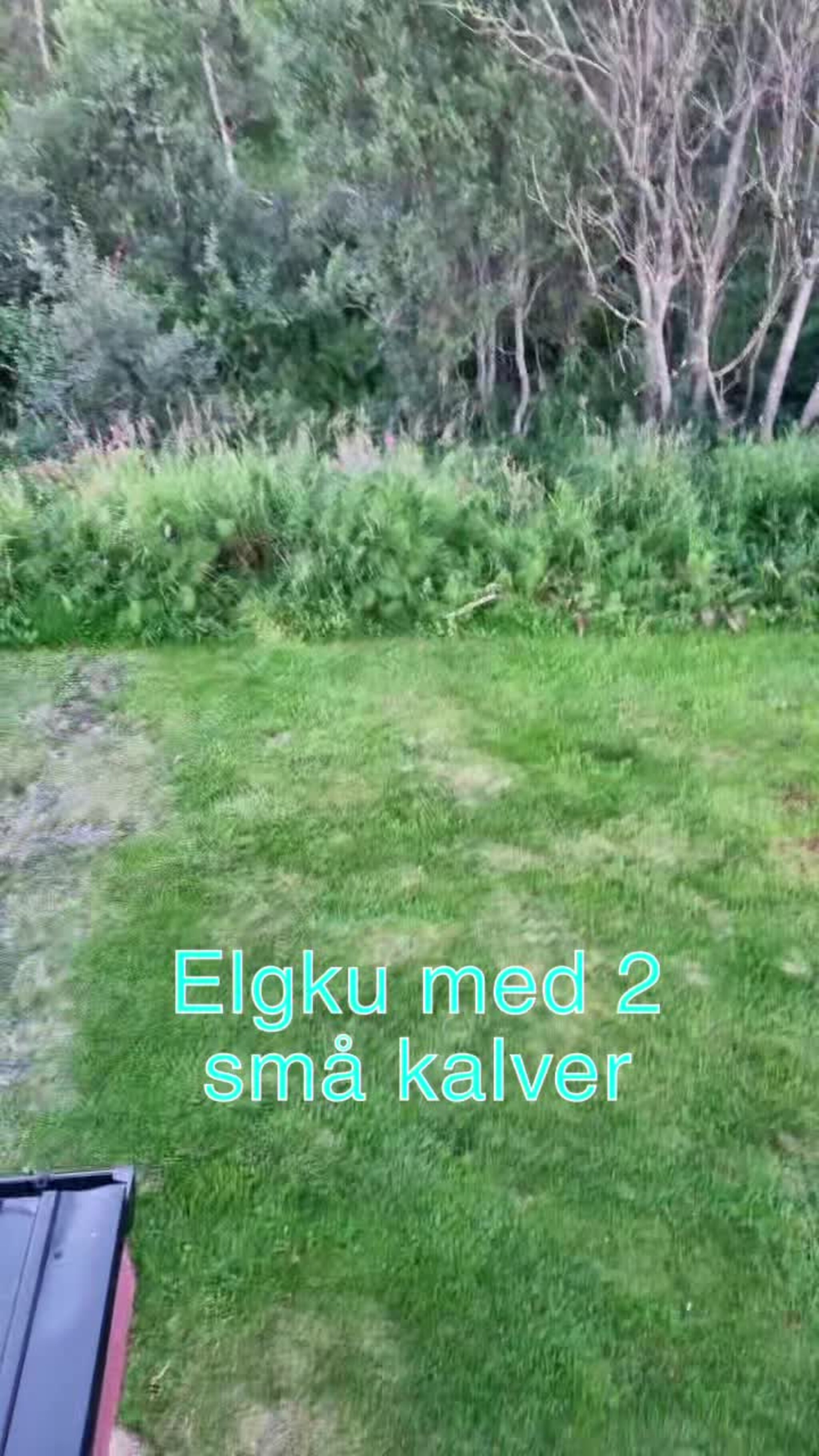Elgku med to kalver