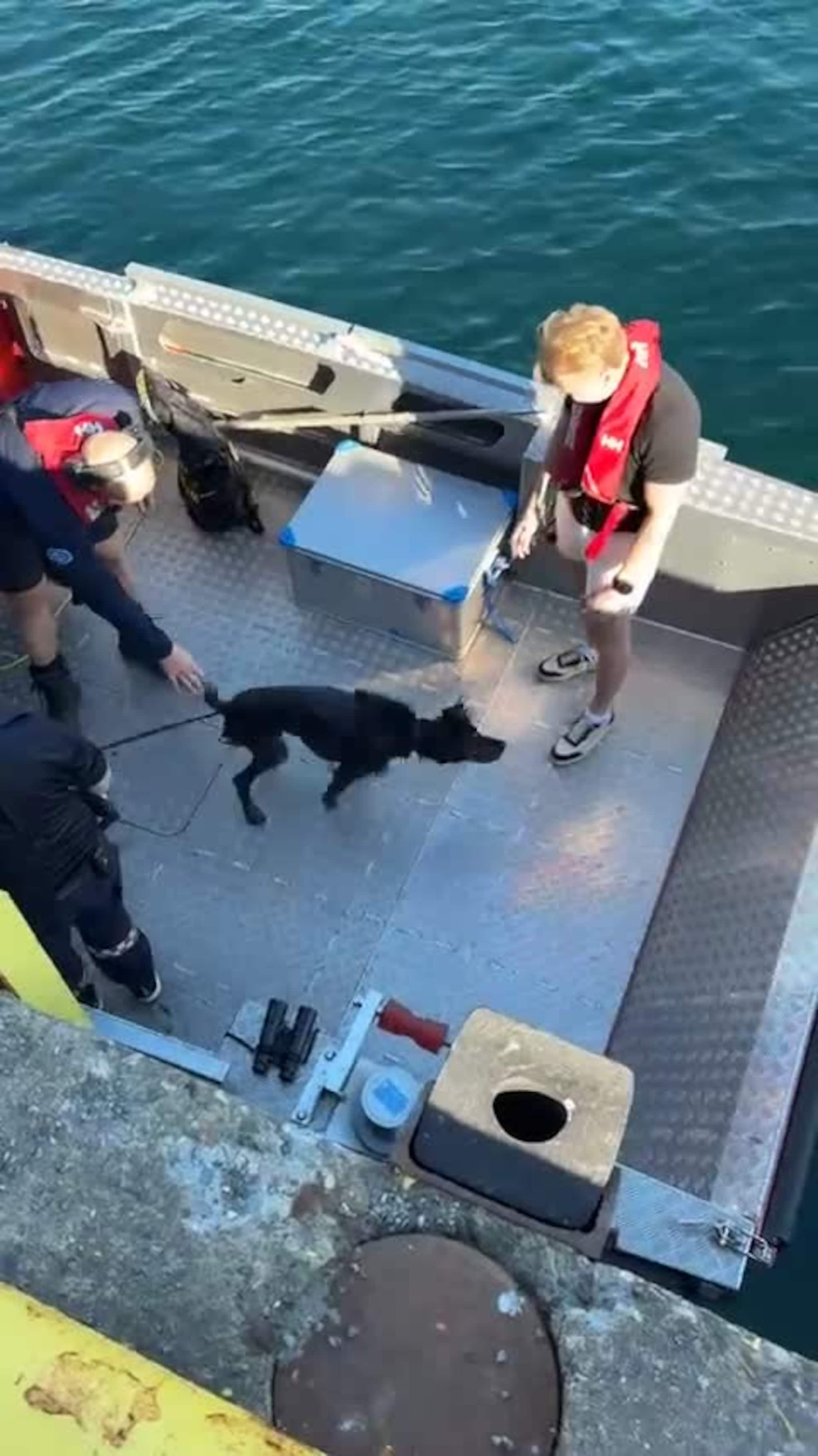 Fuglehunden Ziko trygt i brannbåten