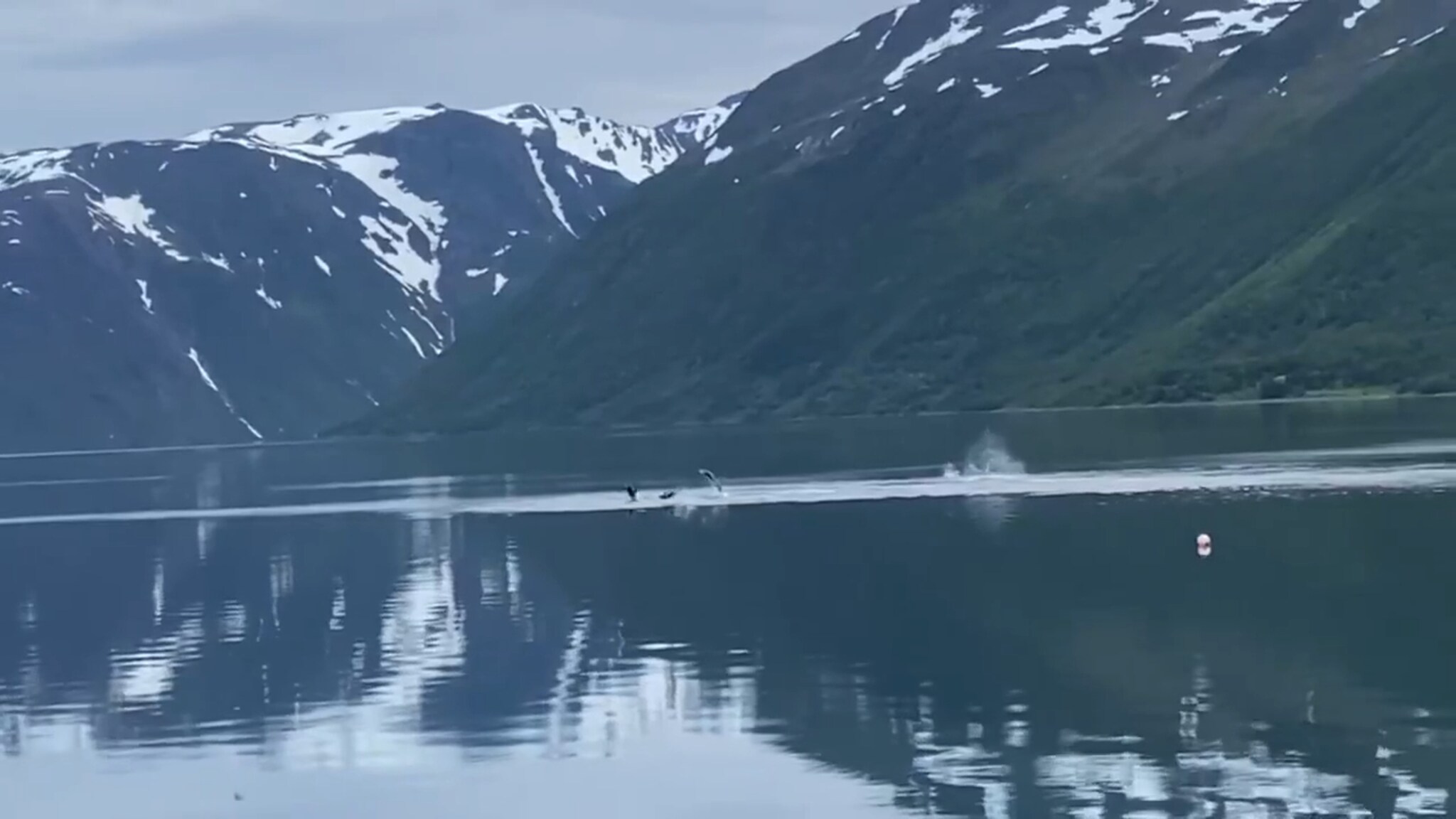 Se springerne hoppe i Jøkelfjorden