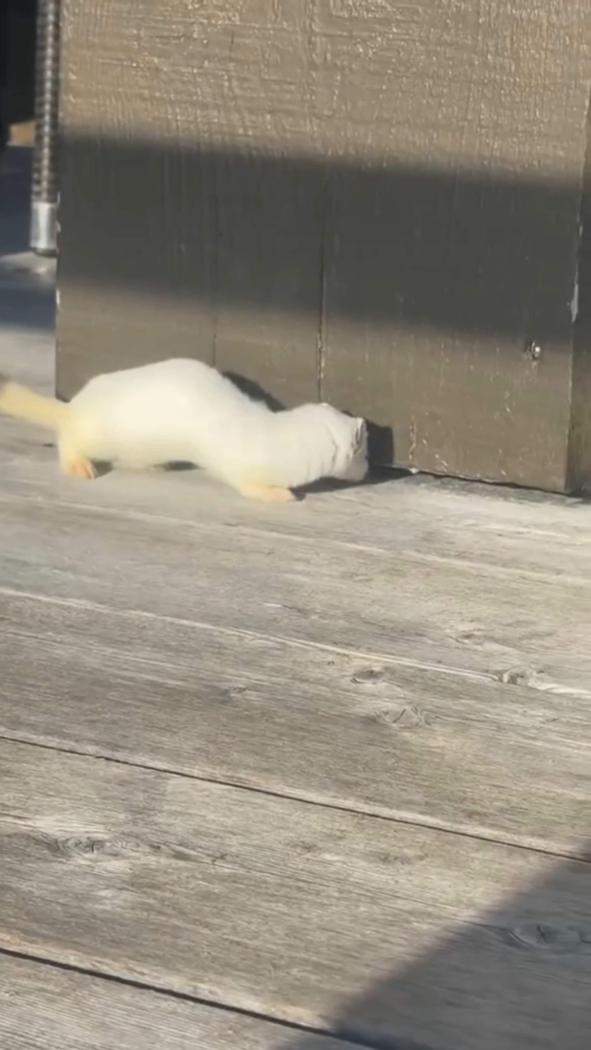 Røyskatt på påskebesøk