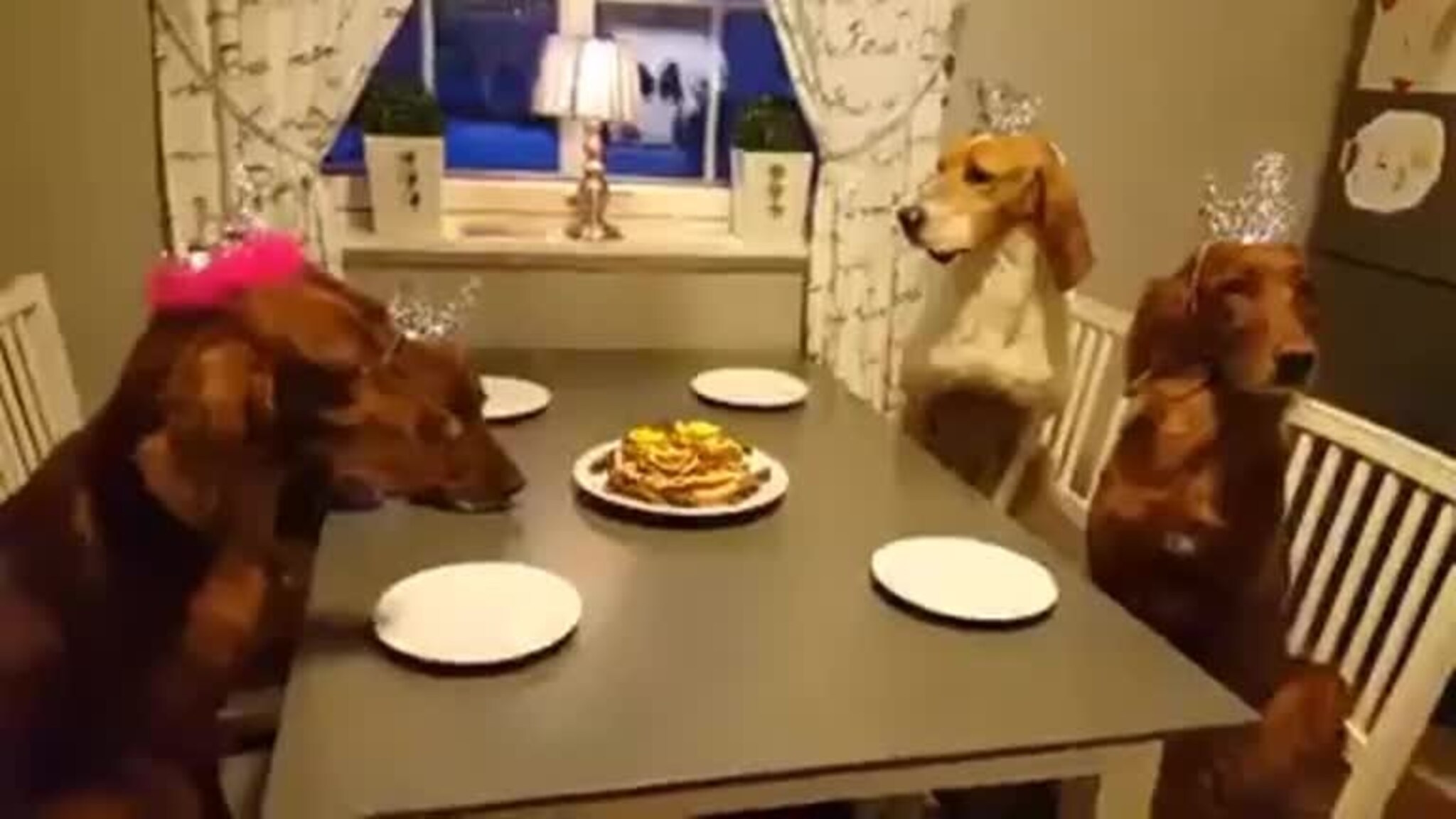 Moonshine har bursdag
