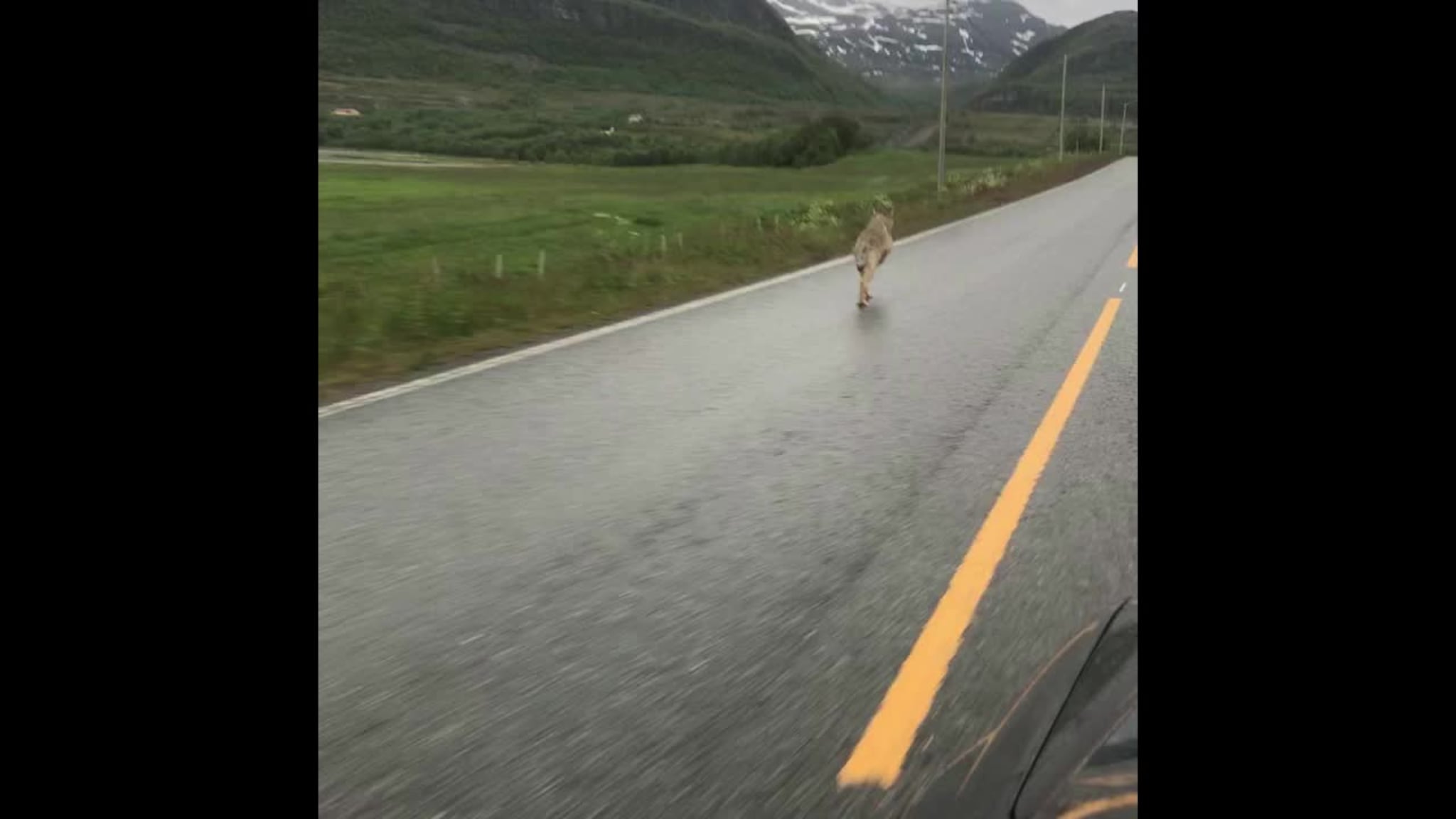 Ulv i Sørstraumen