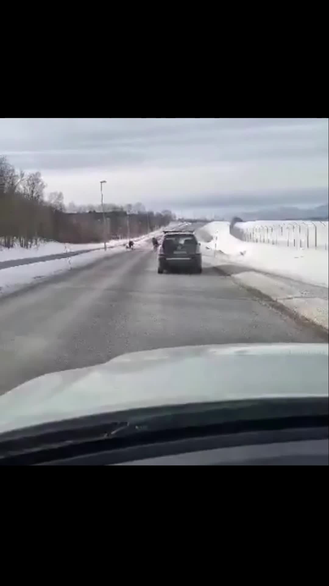 Sjekk Hvem Som Snek Seg Ut For En Liten Løpetur - Itromso.no